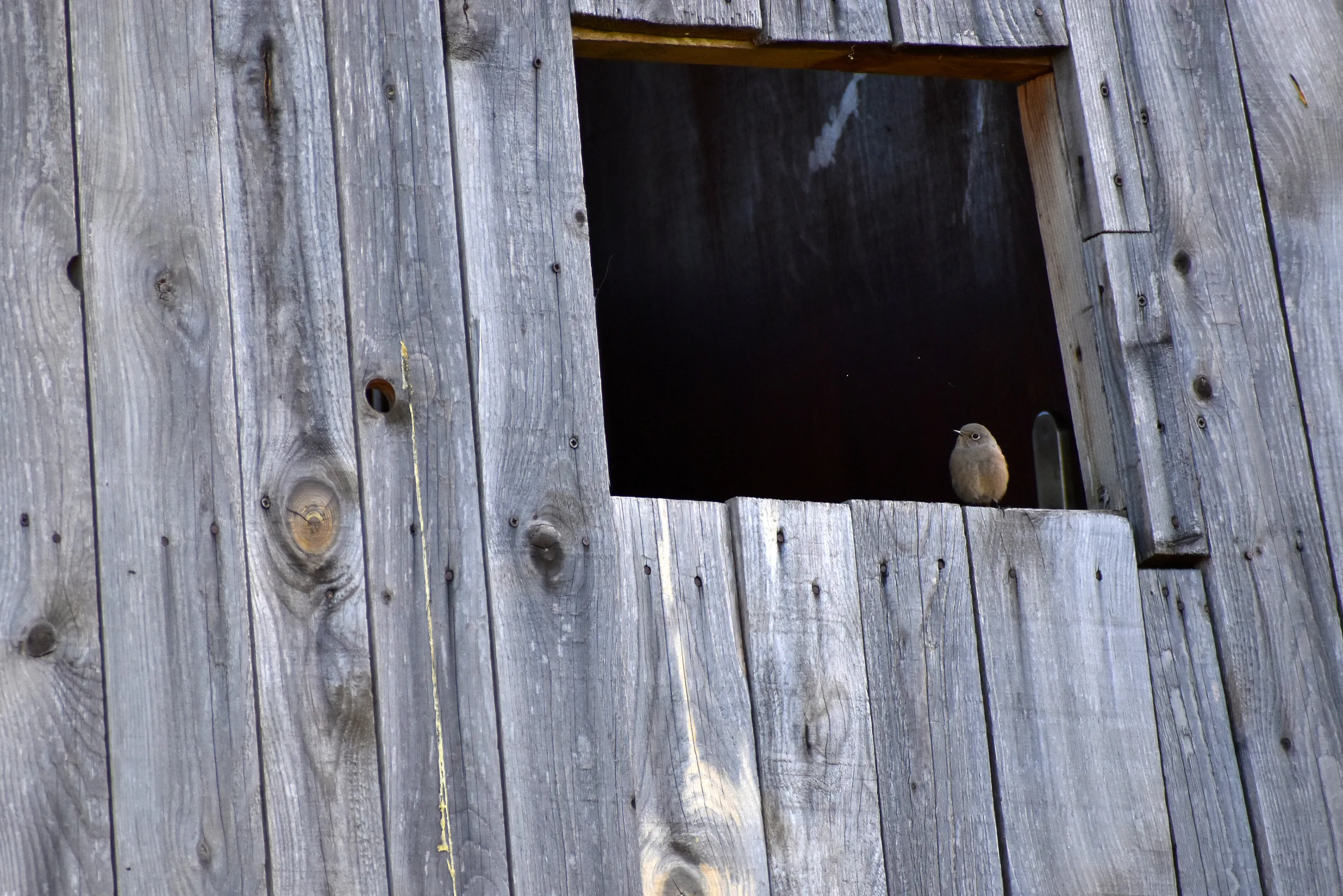 Black redstart