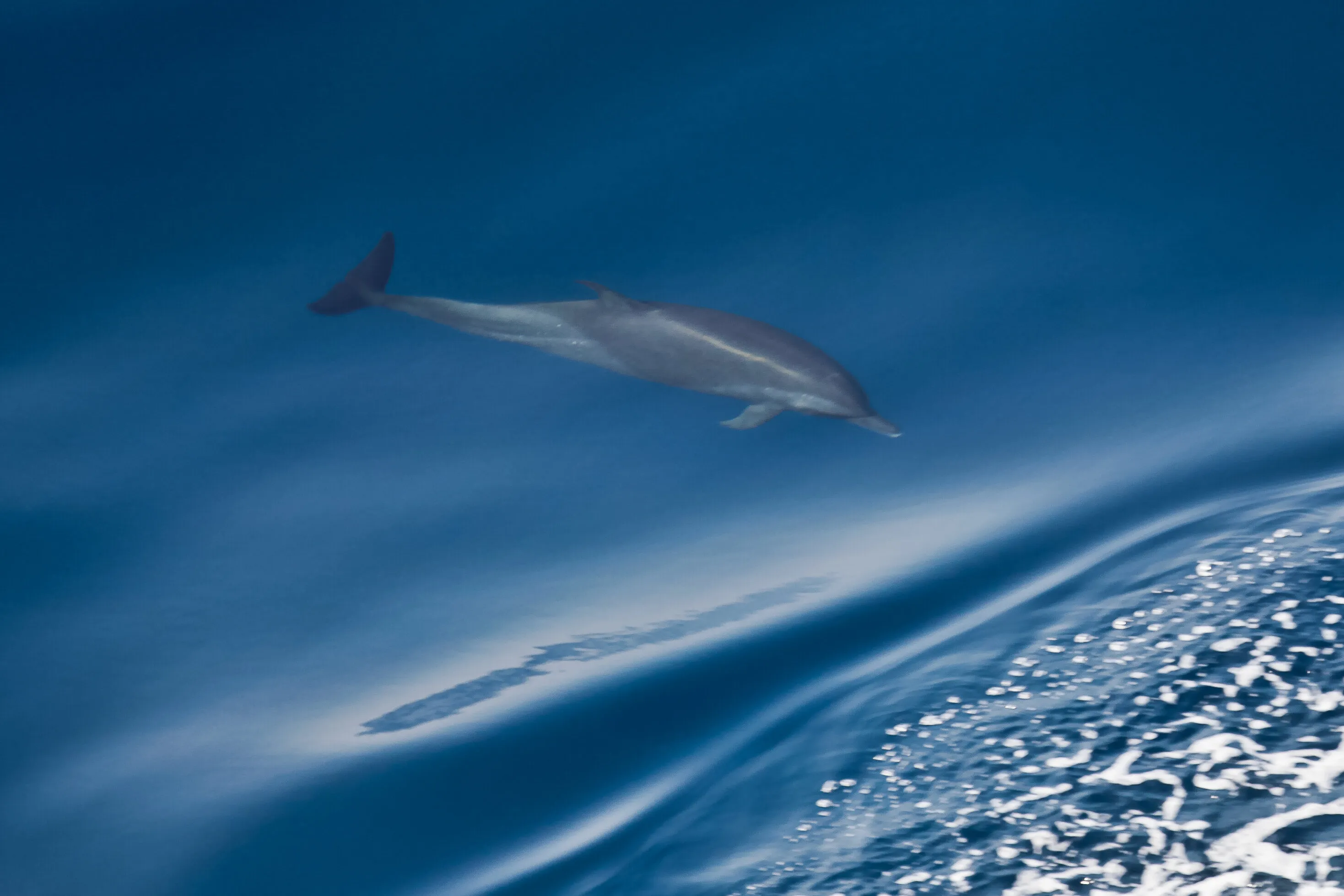 Dolphin in the blue