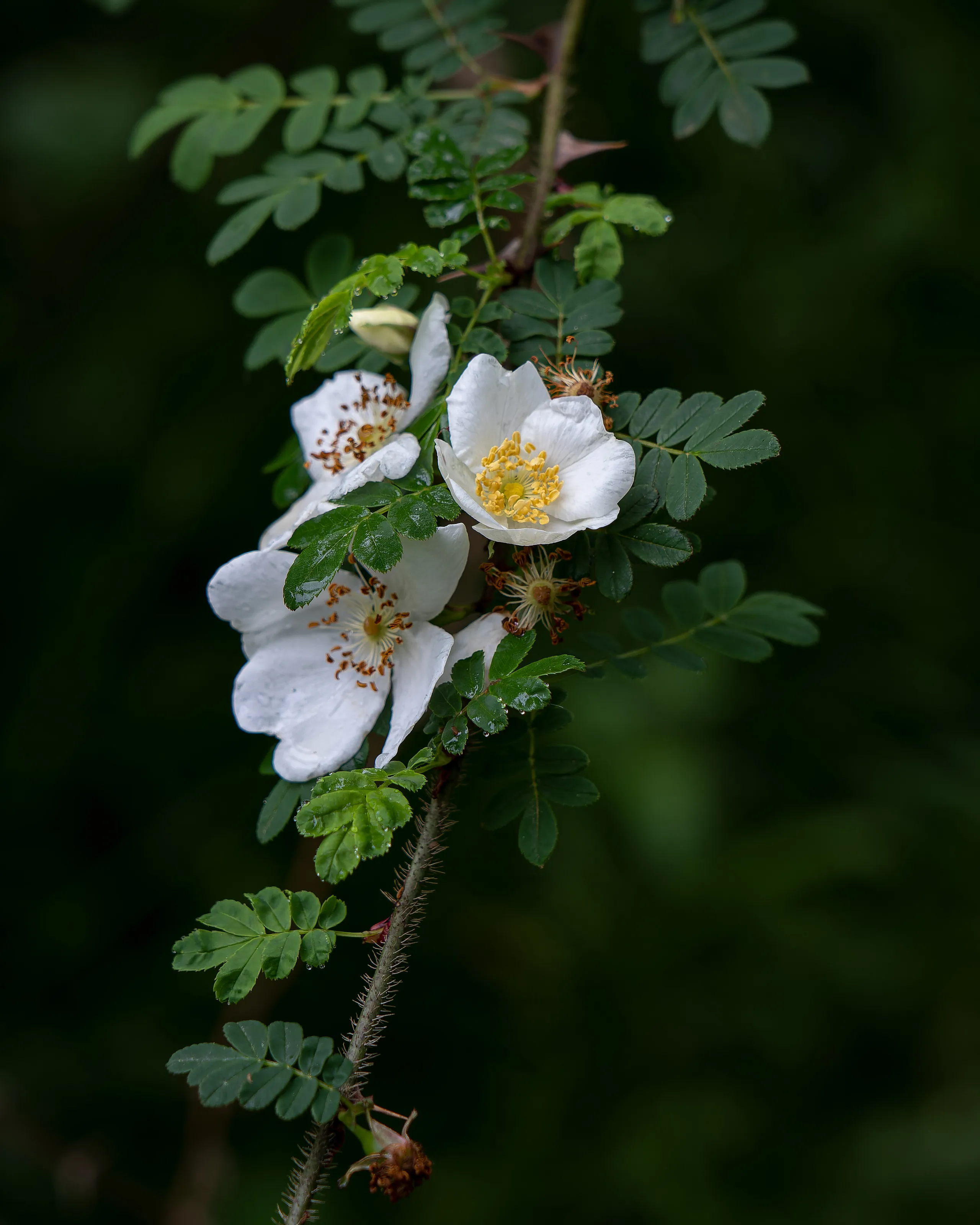 A small flower by the wayside