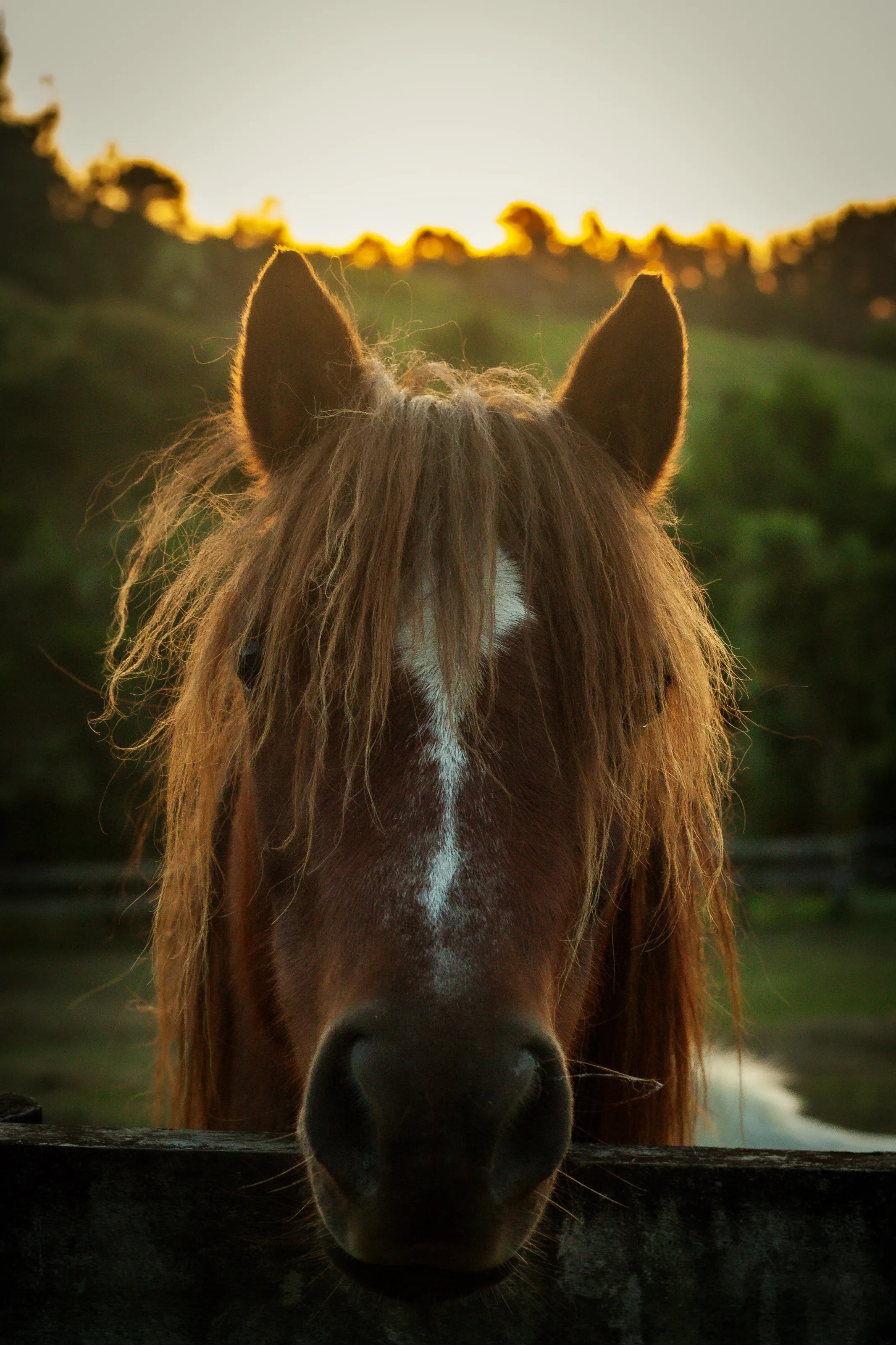 Horse sunset
