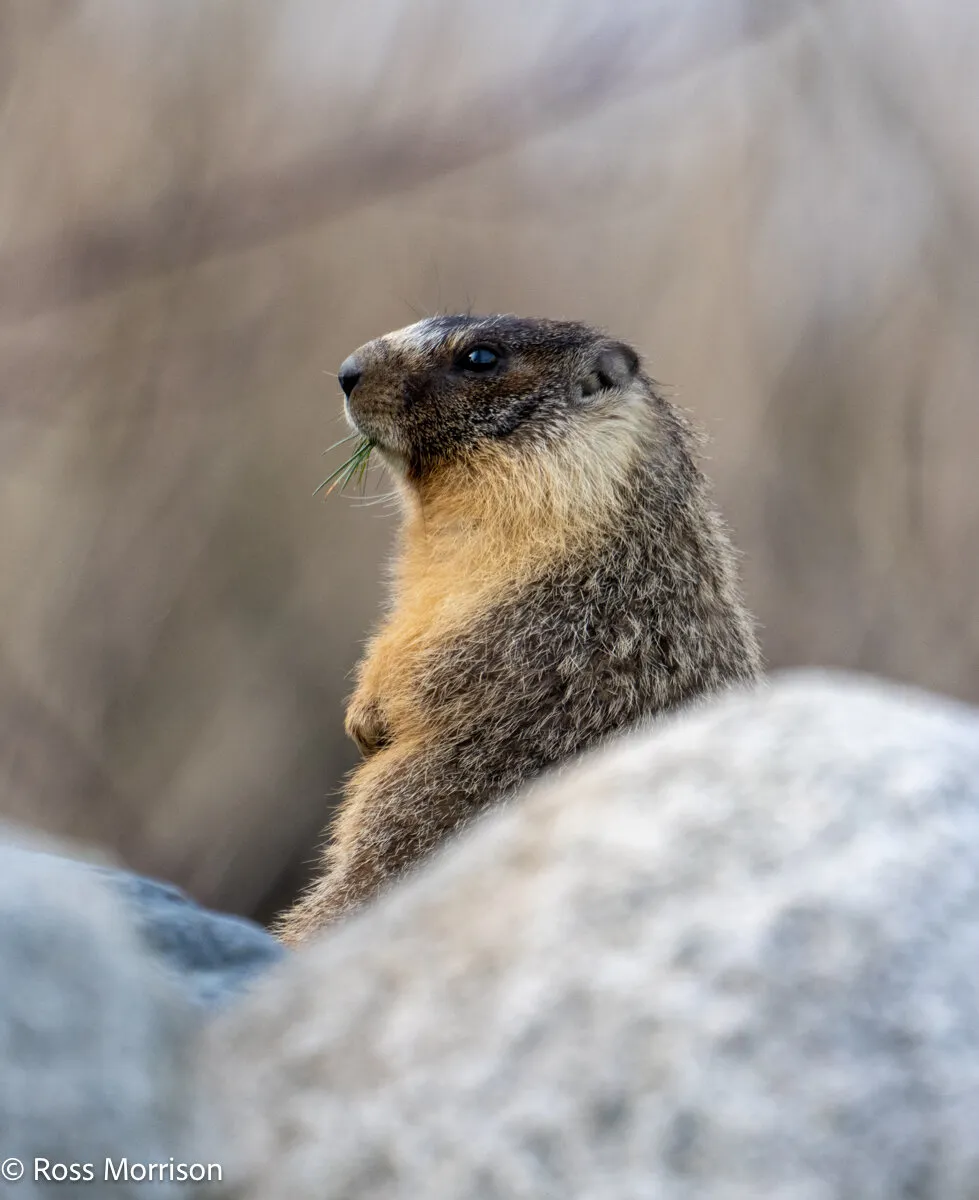 Yellow-Bellied Marmot