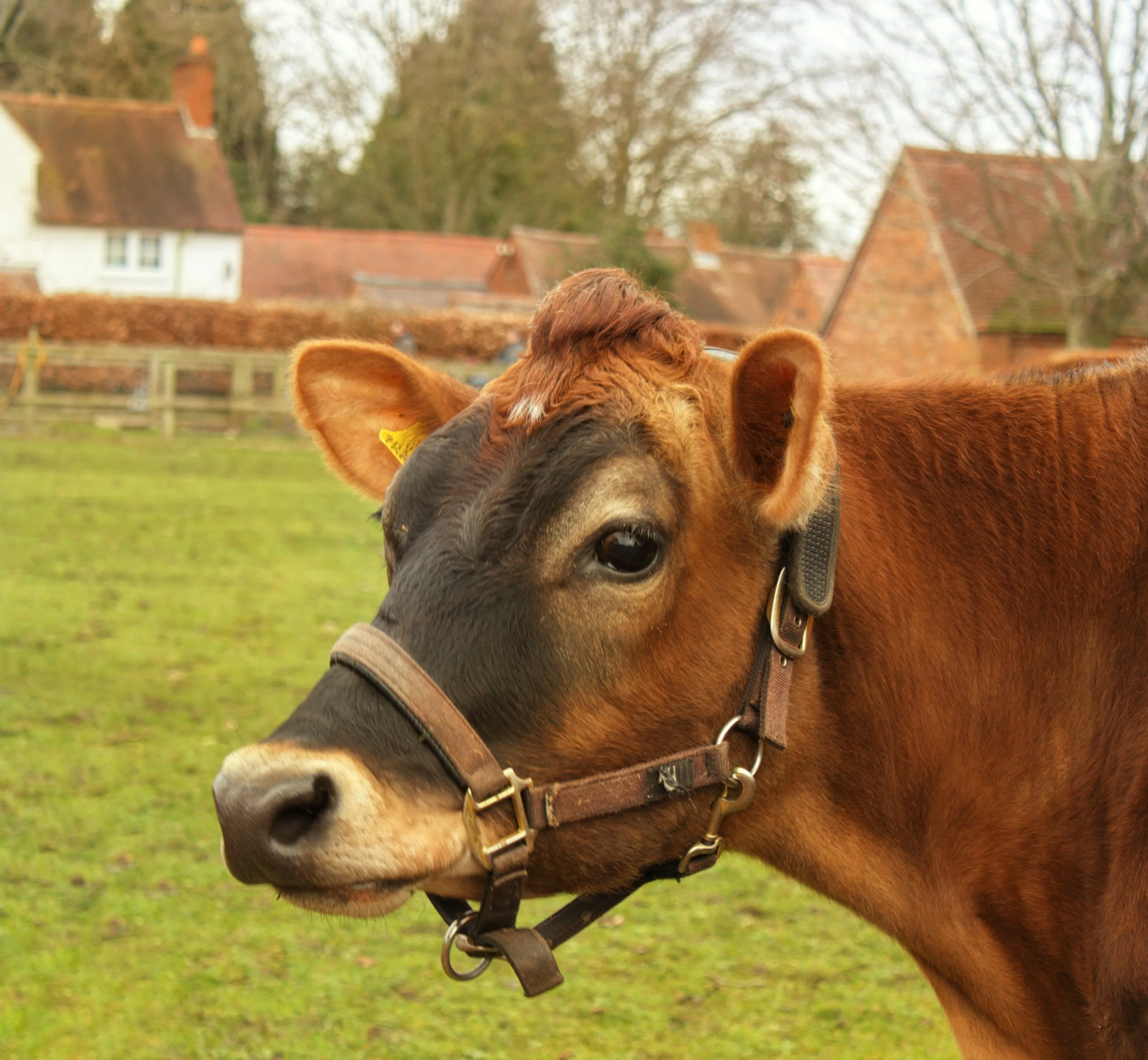 Cow