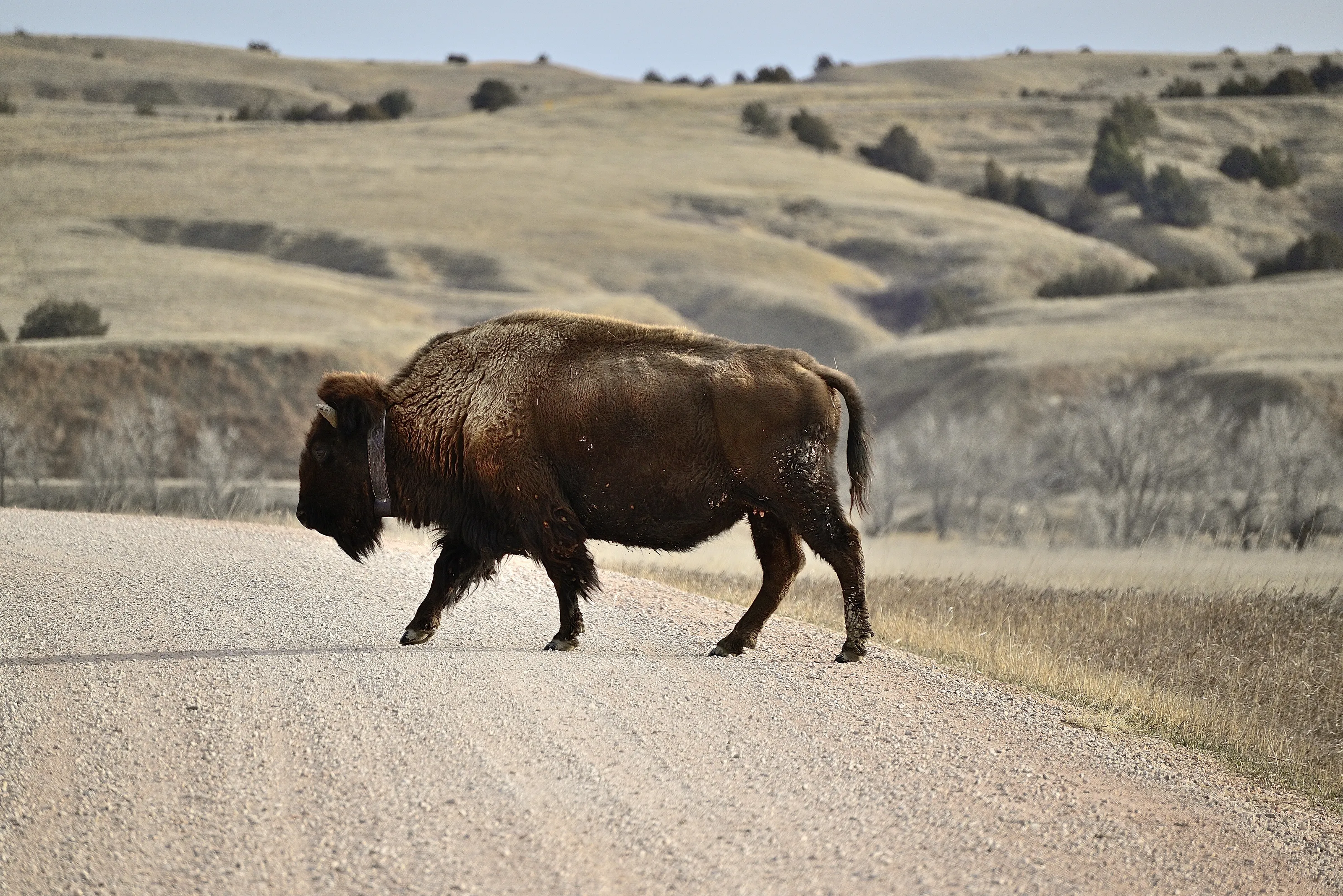 Badlands Bison