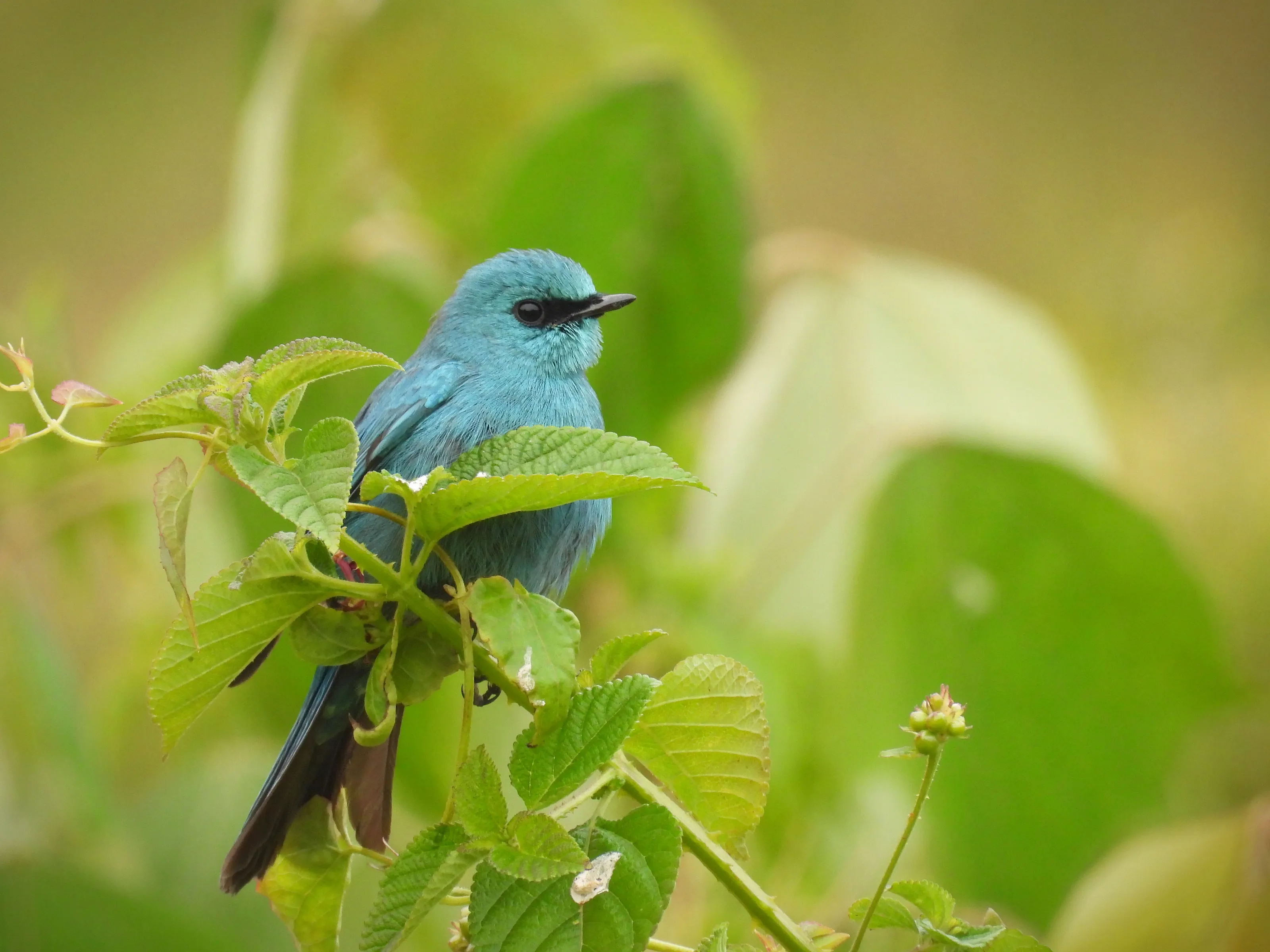 Beautifully perched verditer flycatcher
