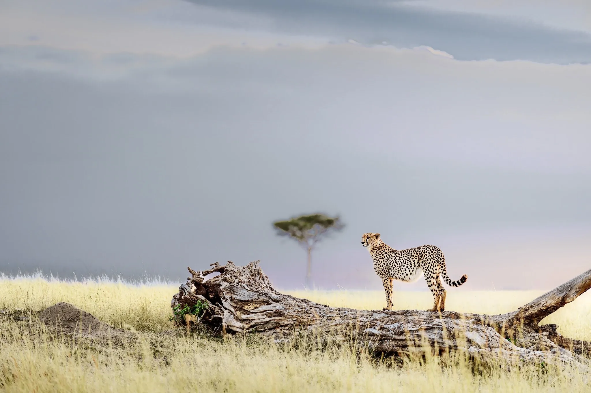 On safari with Simbavati, Kruger National Park