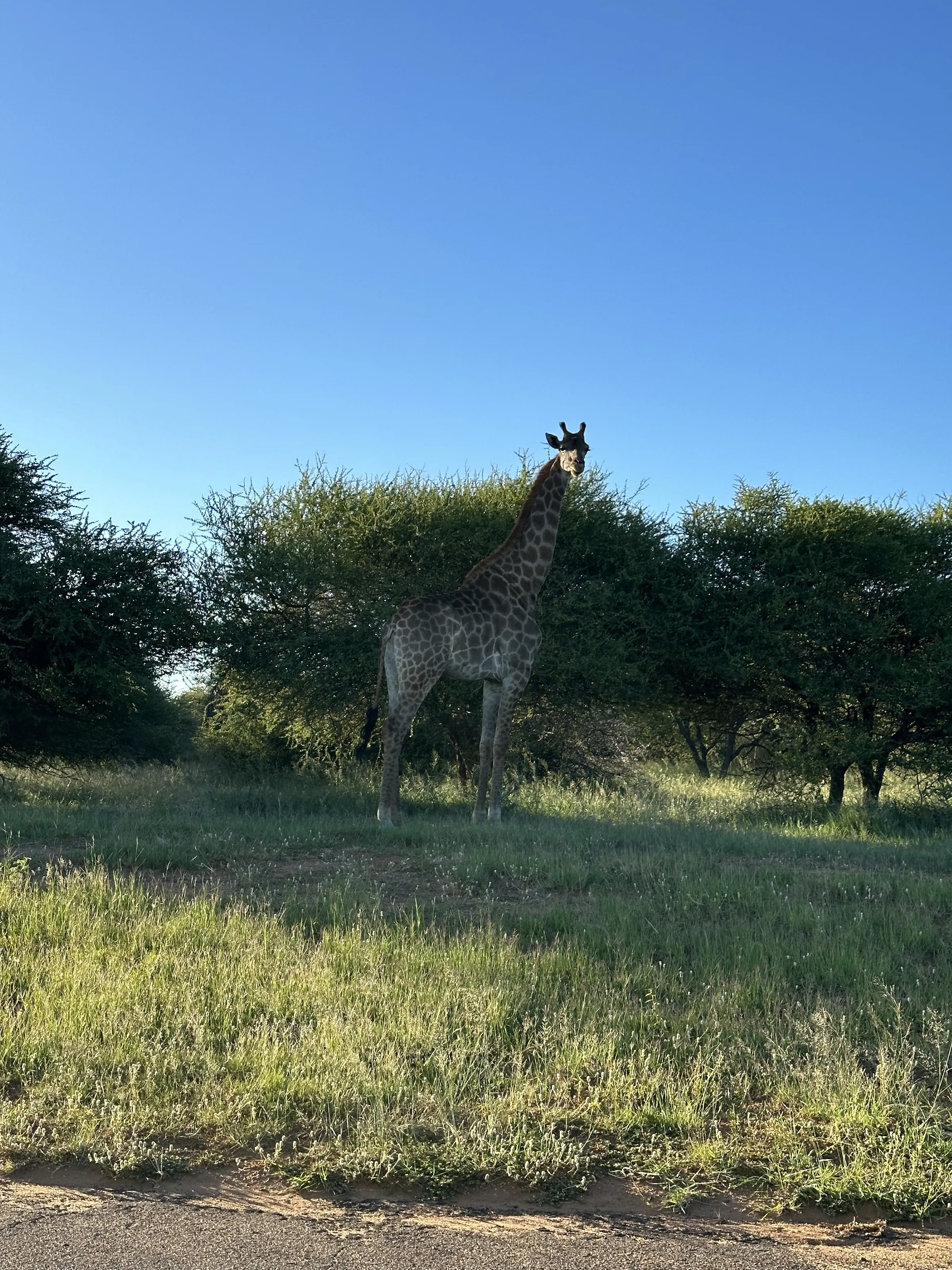 giraffes in south africa