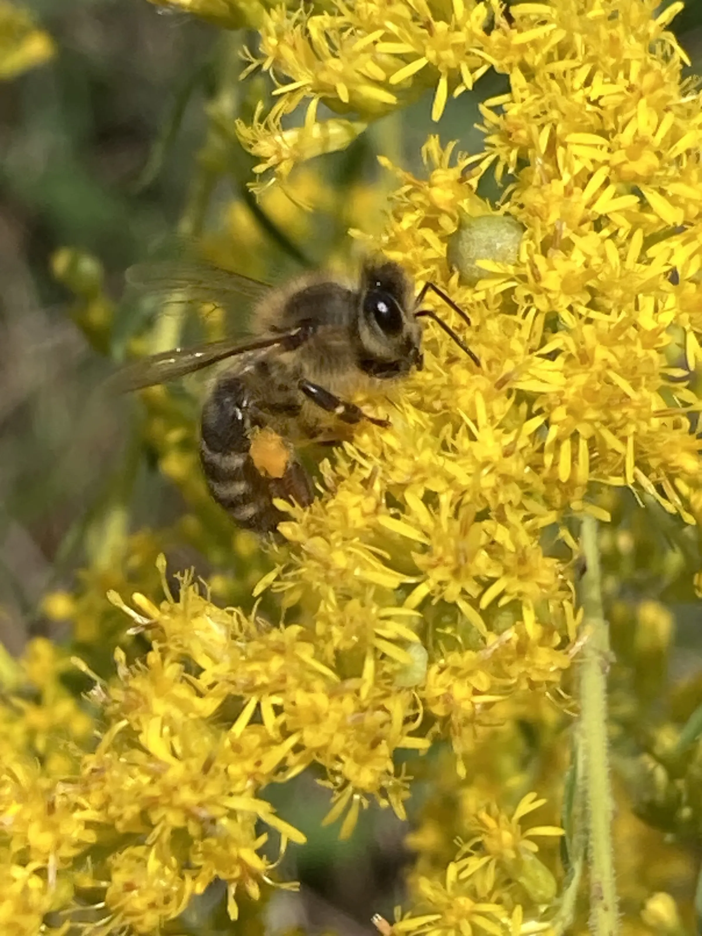 A Day In The Life of A Honeybee