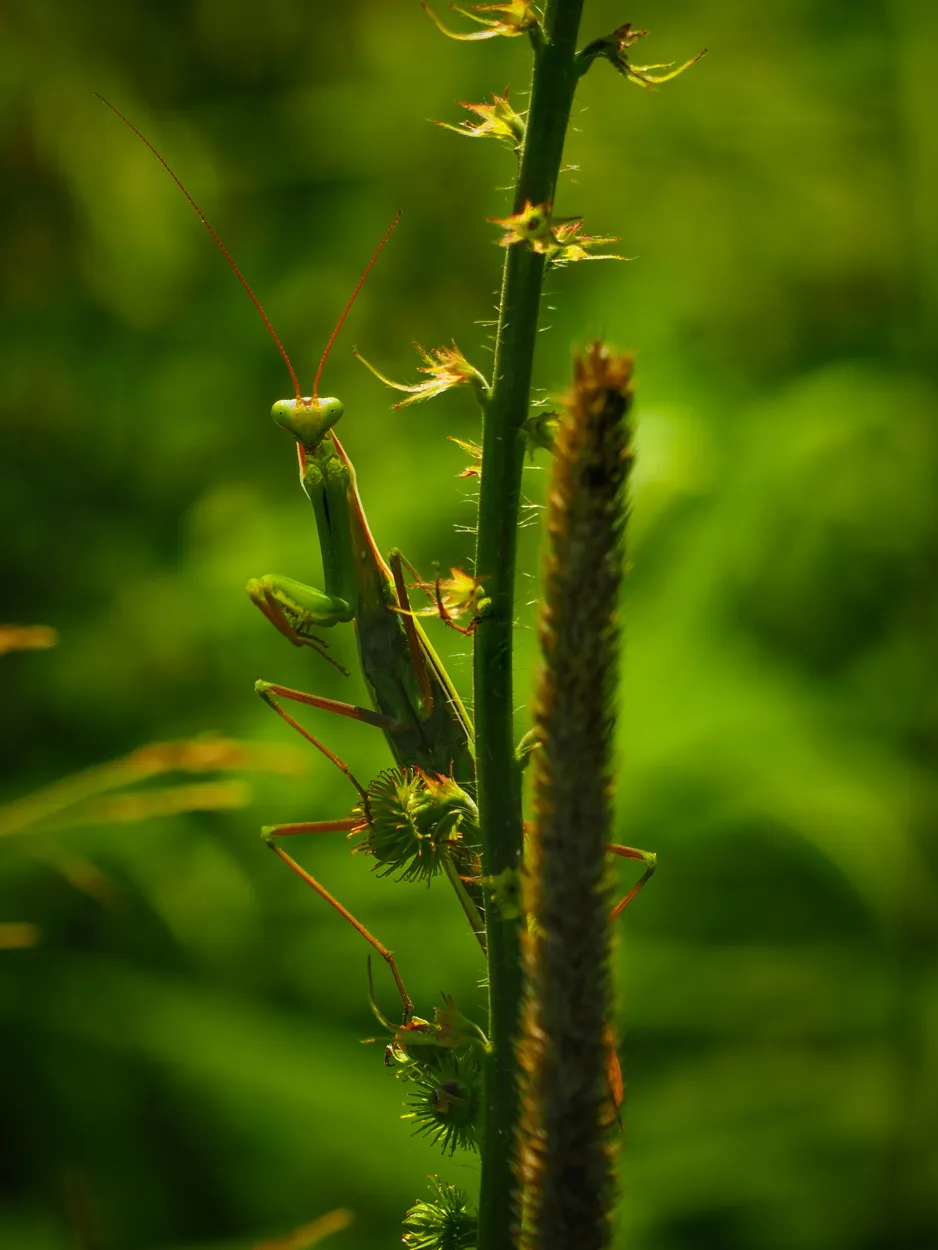 Entry 19875685