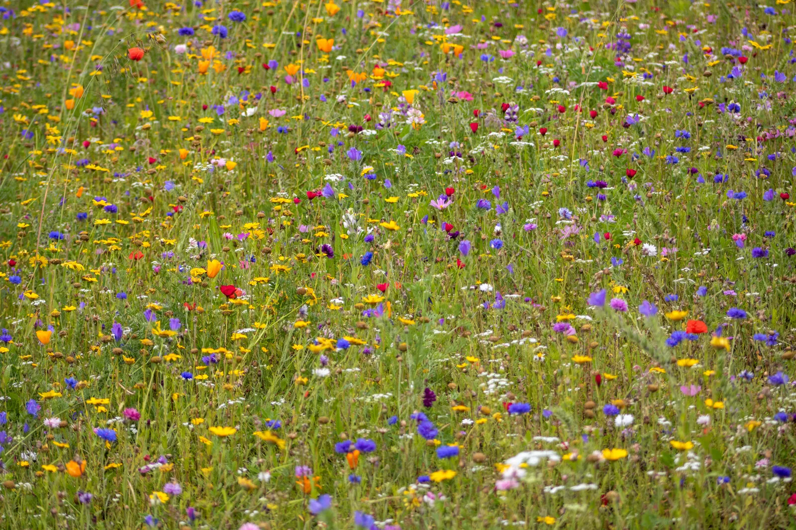 Wildflowers