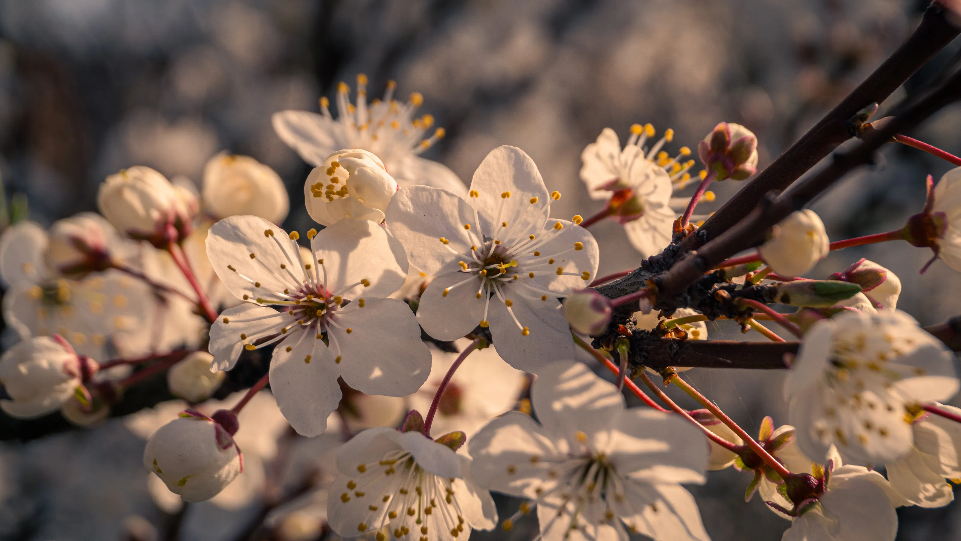 Spring season and the cherry blossoms