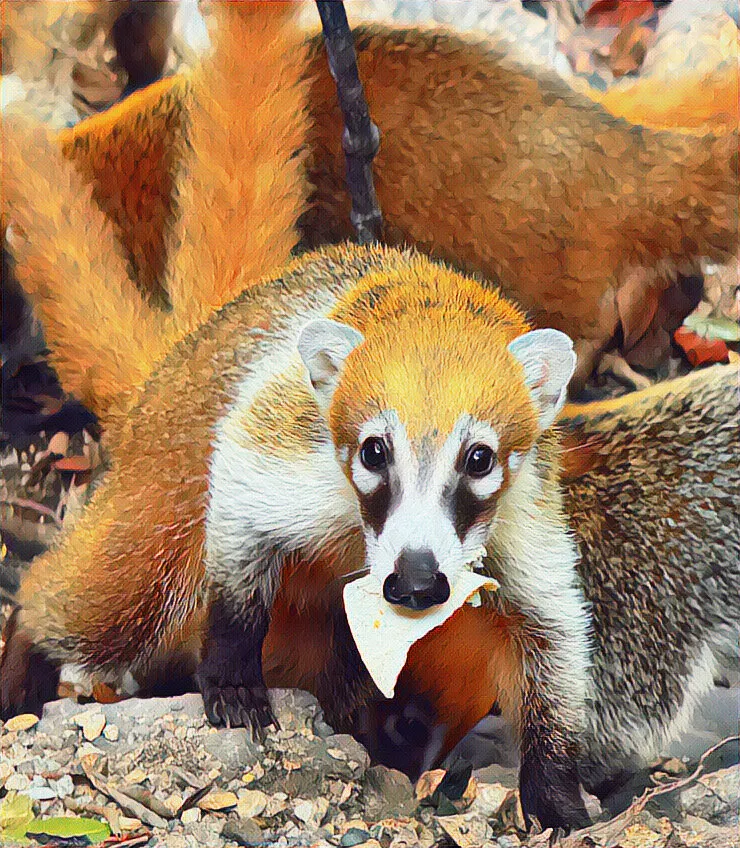 Coati Come