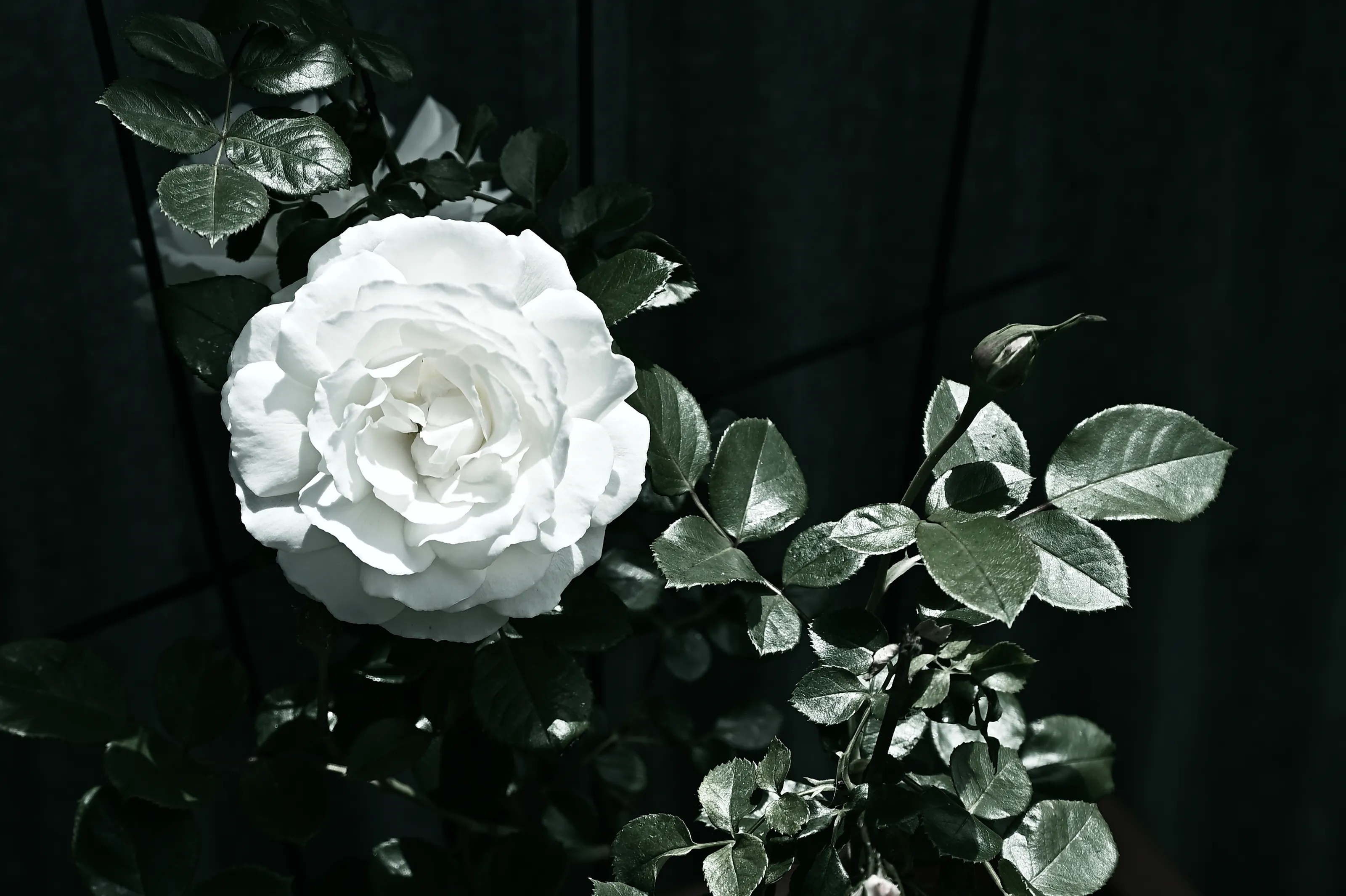 Bleached White Rose