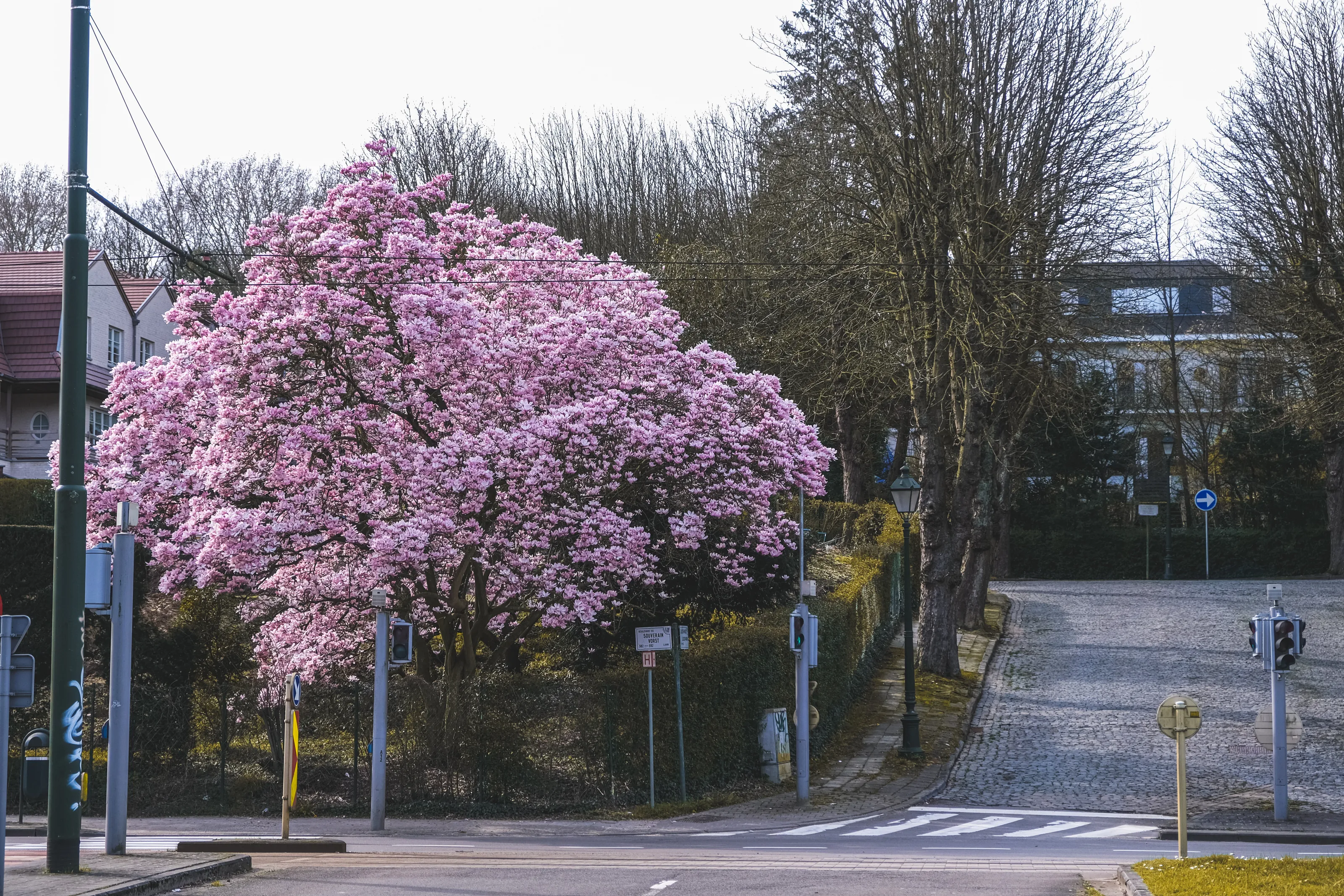Magnolia in full bloom.