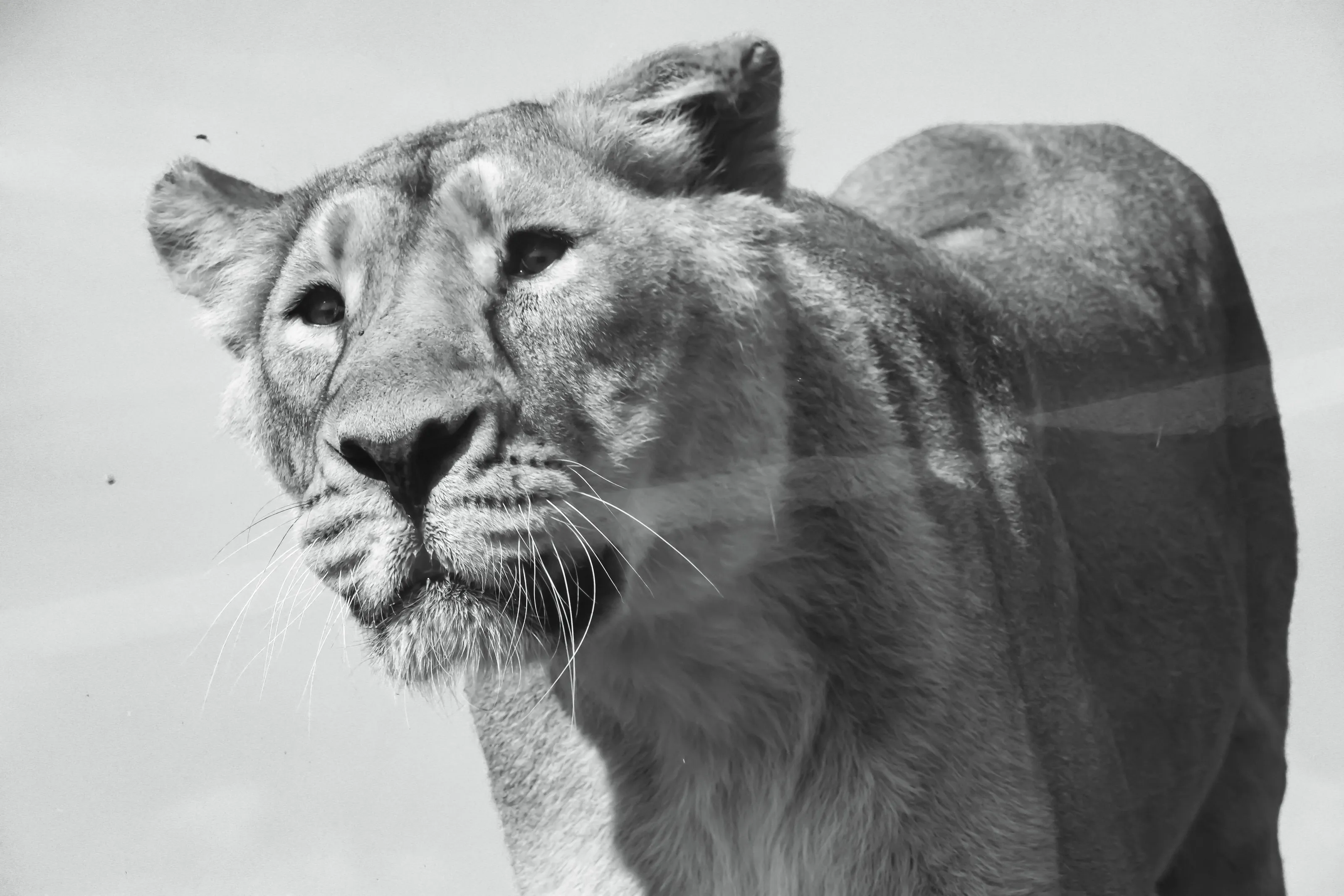 lioness