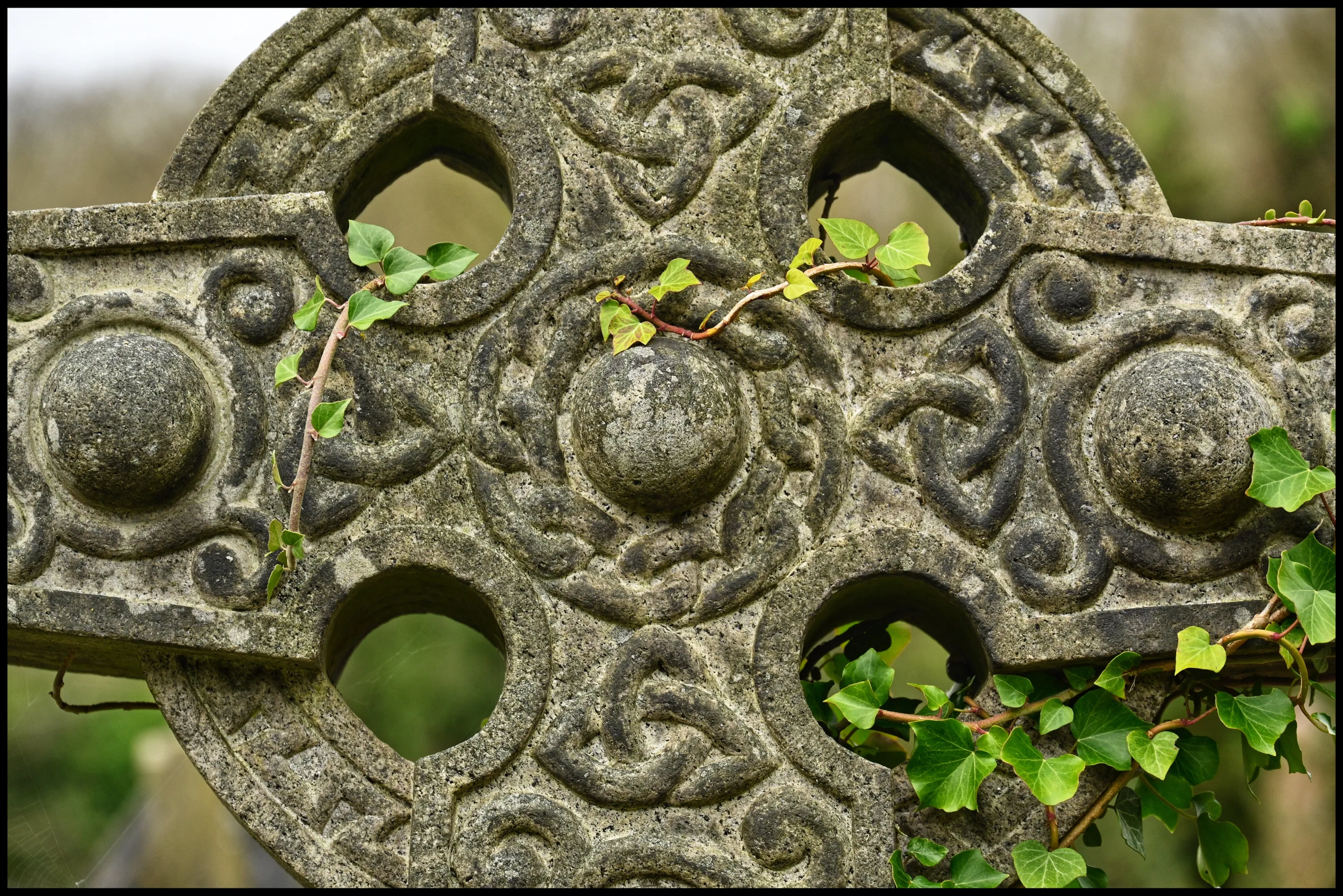 Creeping Ivy