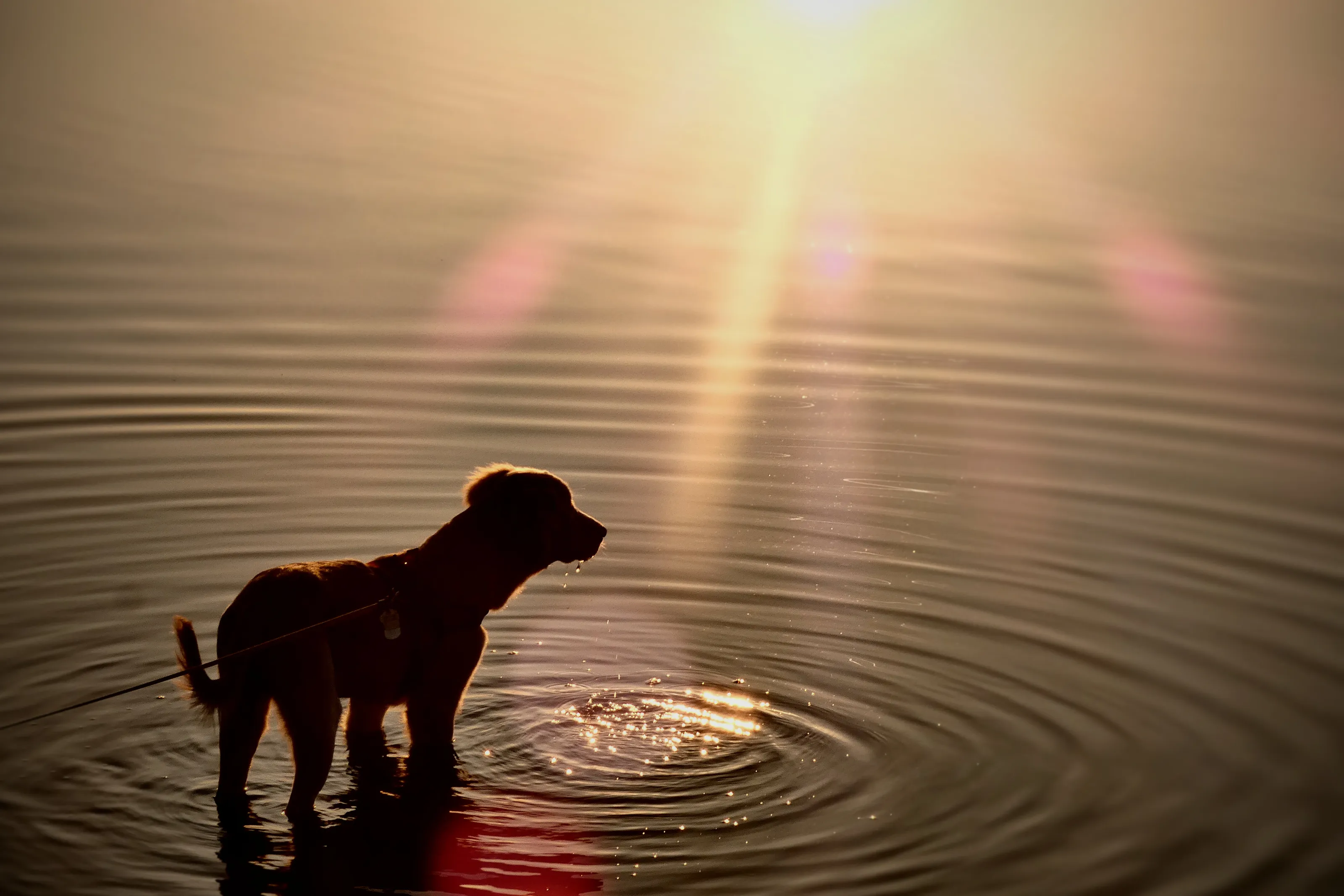 Evening Dip In the Lake