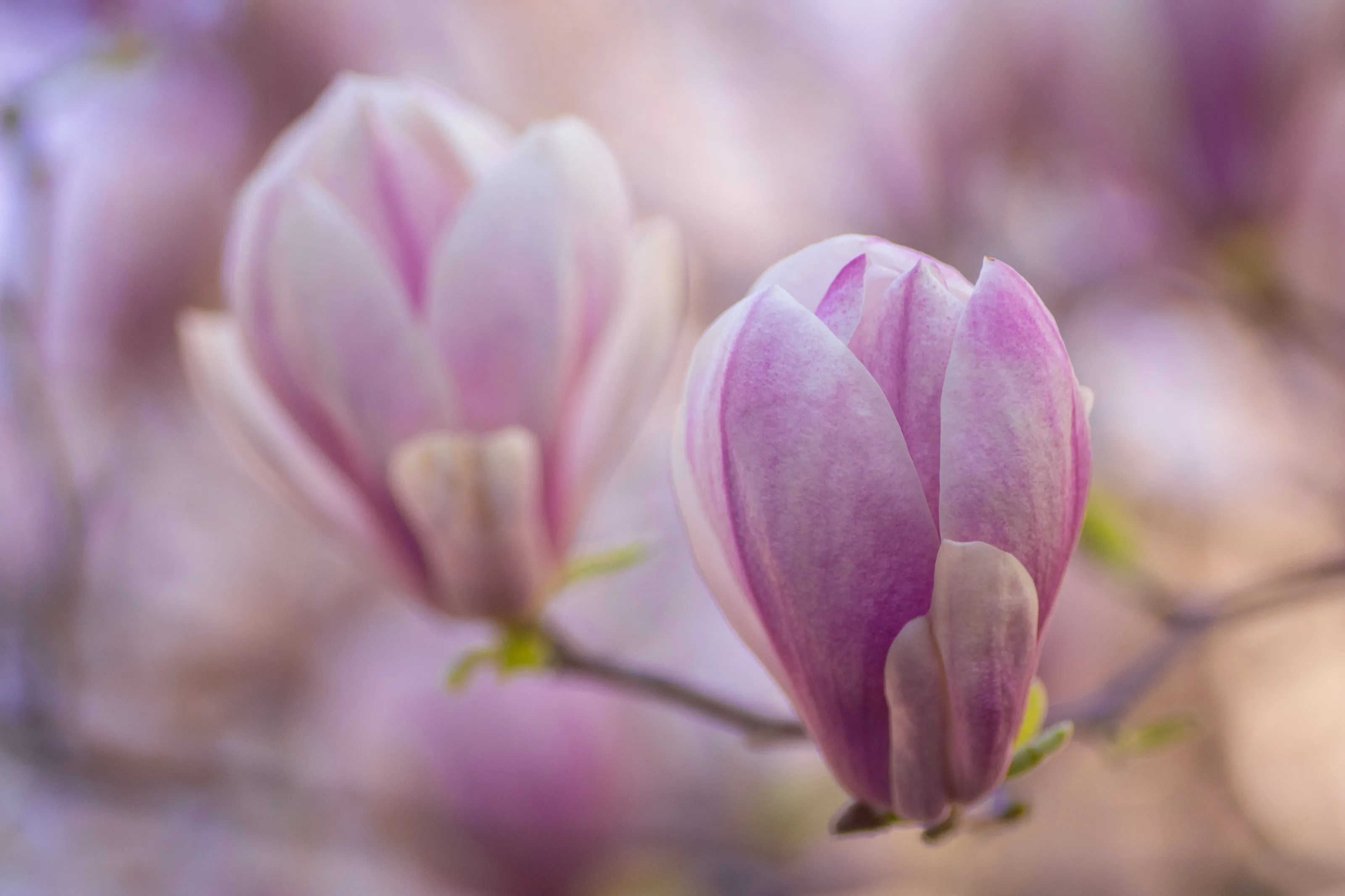 Magnolia