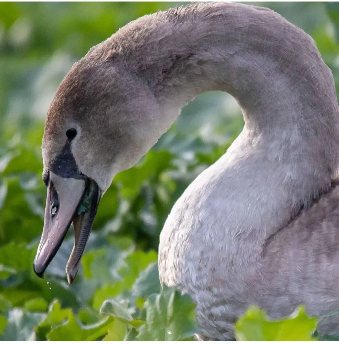 Signet