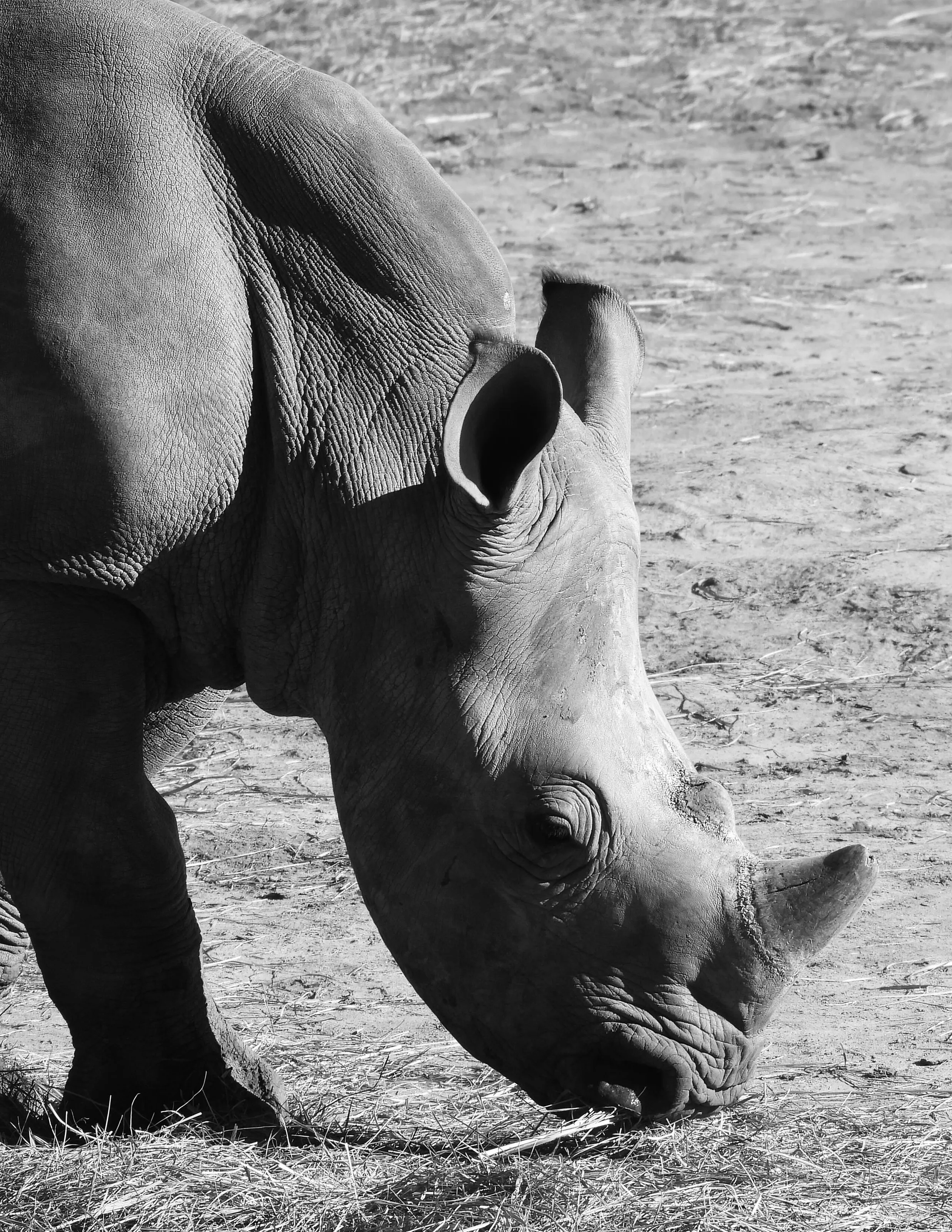 Rhino in black and white