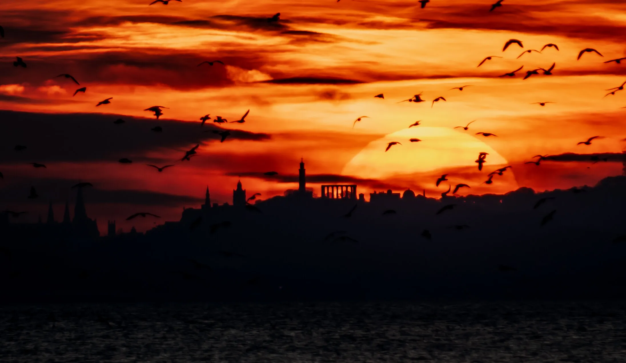 Birds in Flight