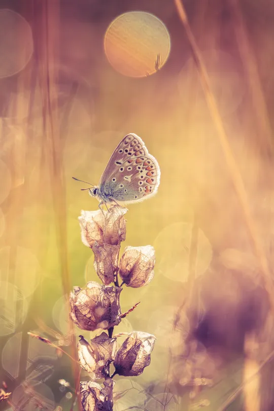 Rising sun meadow