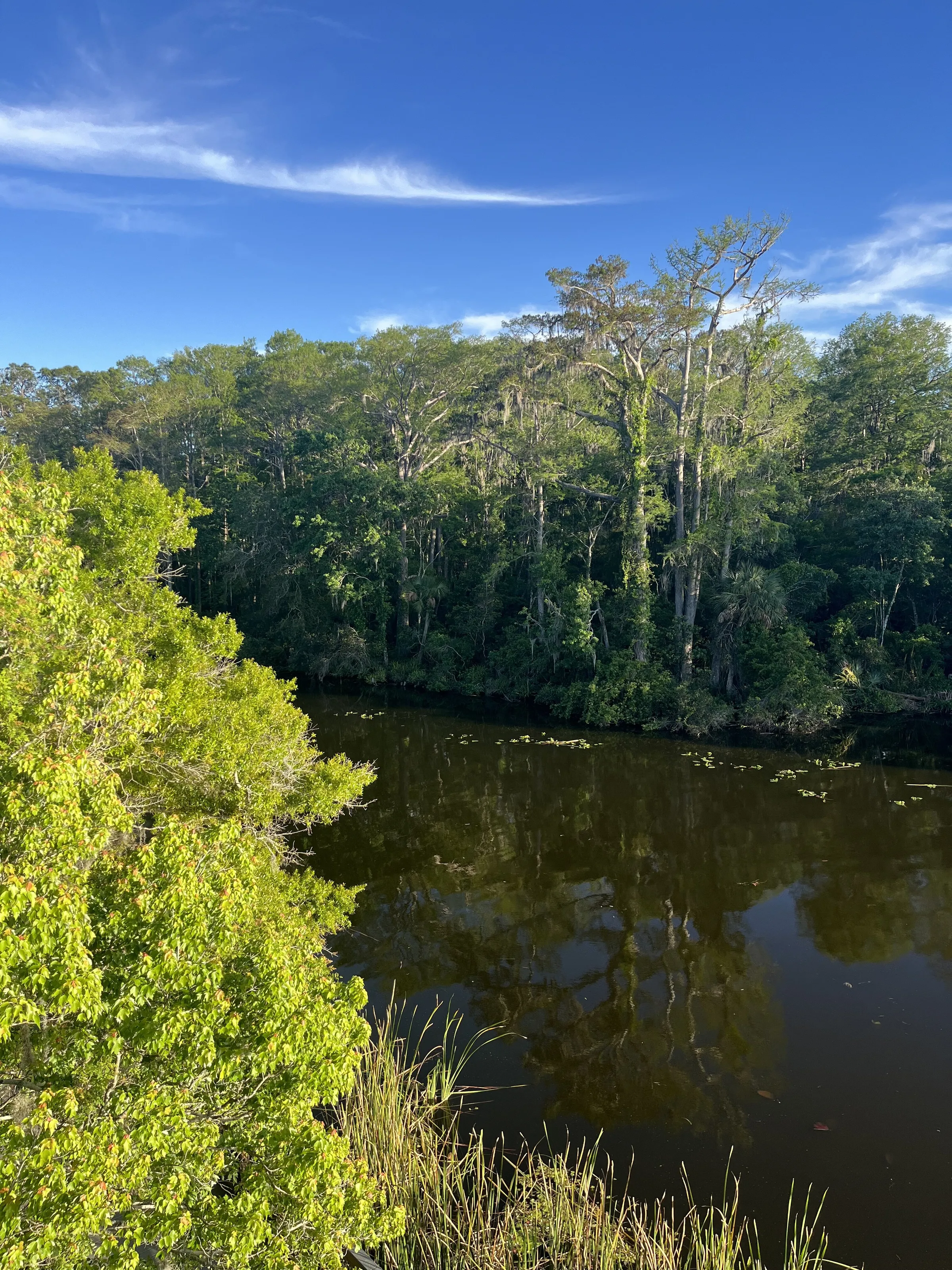 Big Cypress
