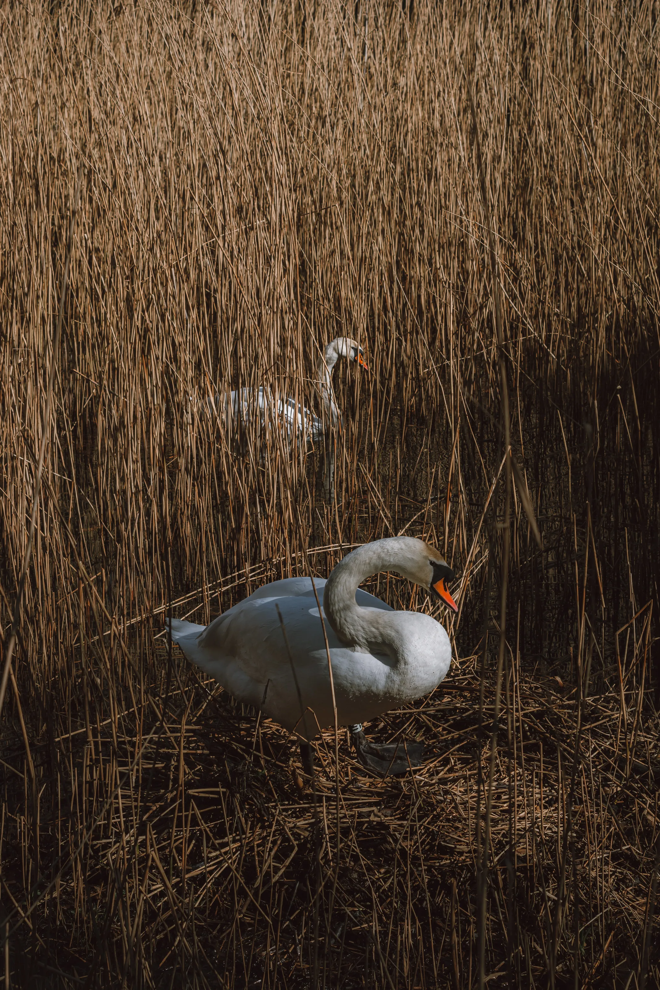 Nest