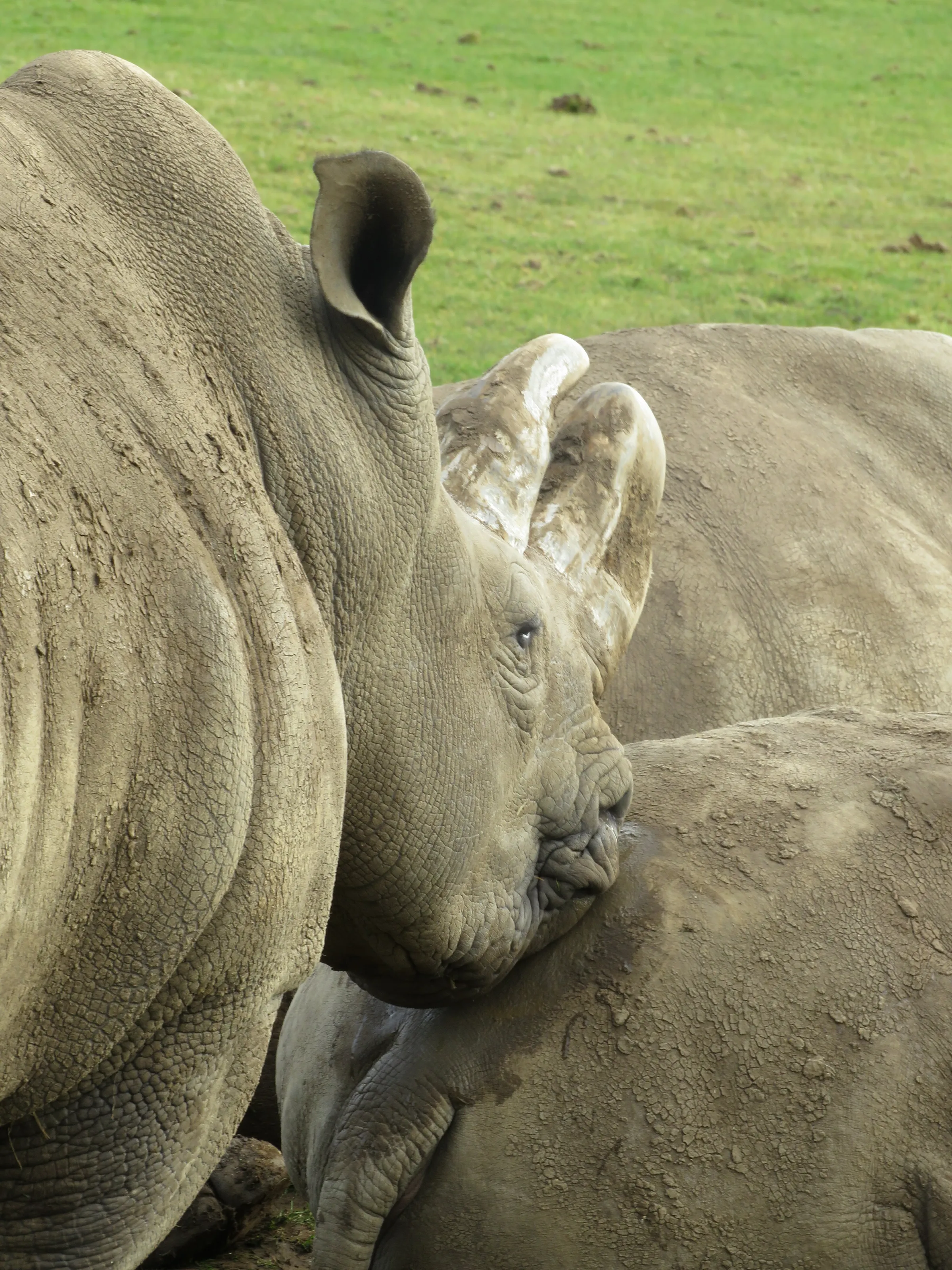 Rhino