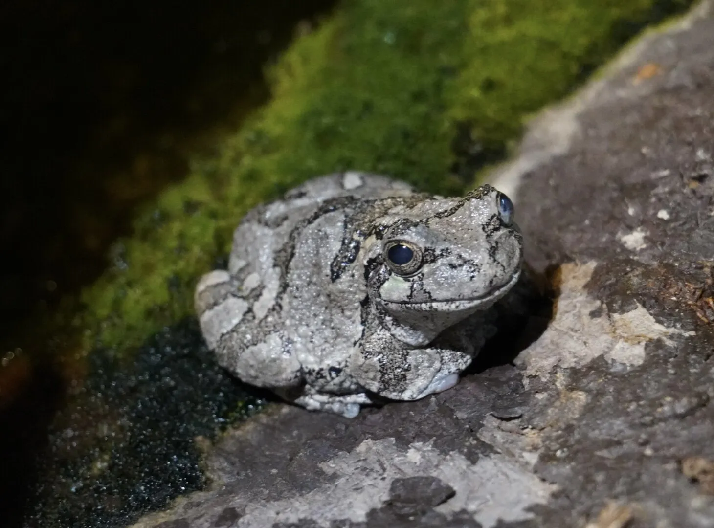 Little Grey Tree Frog