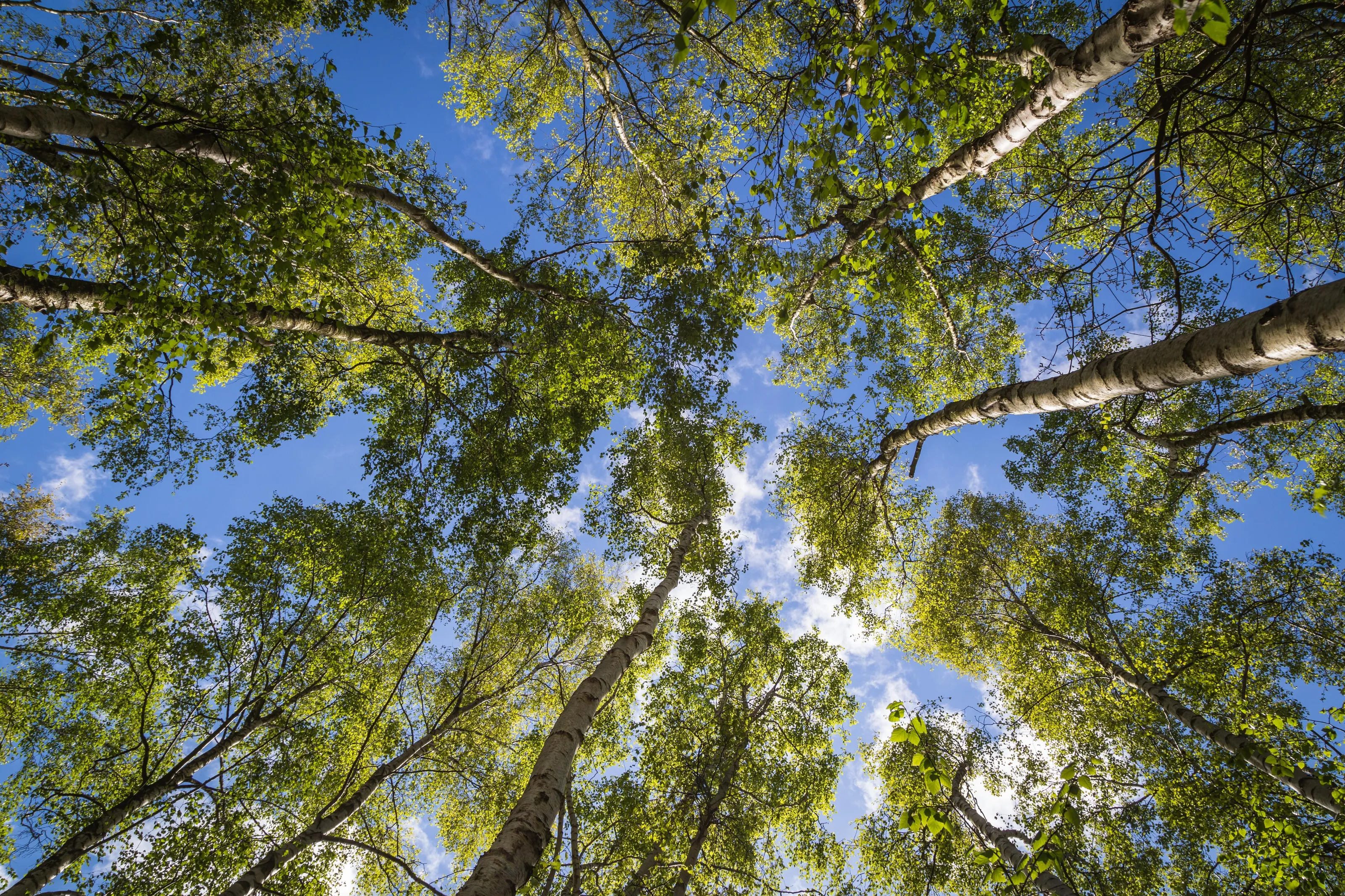 Look Up...