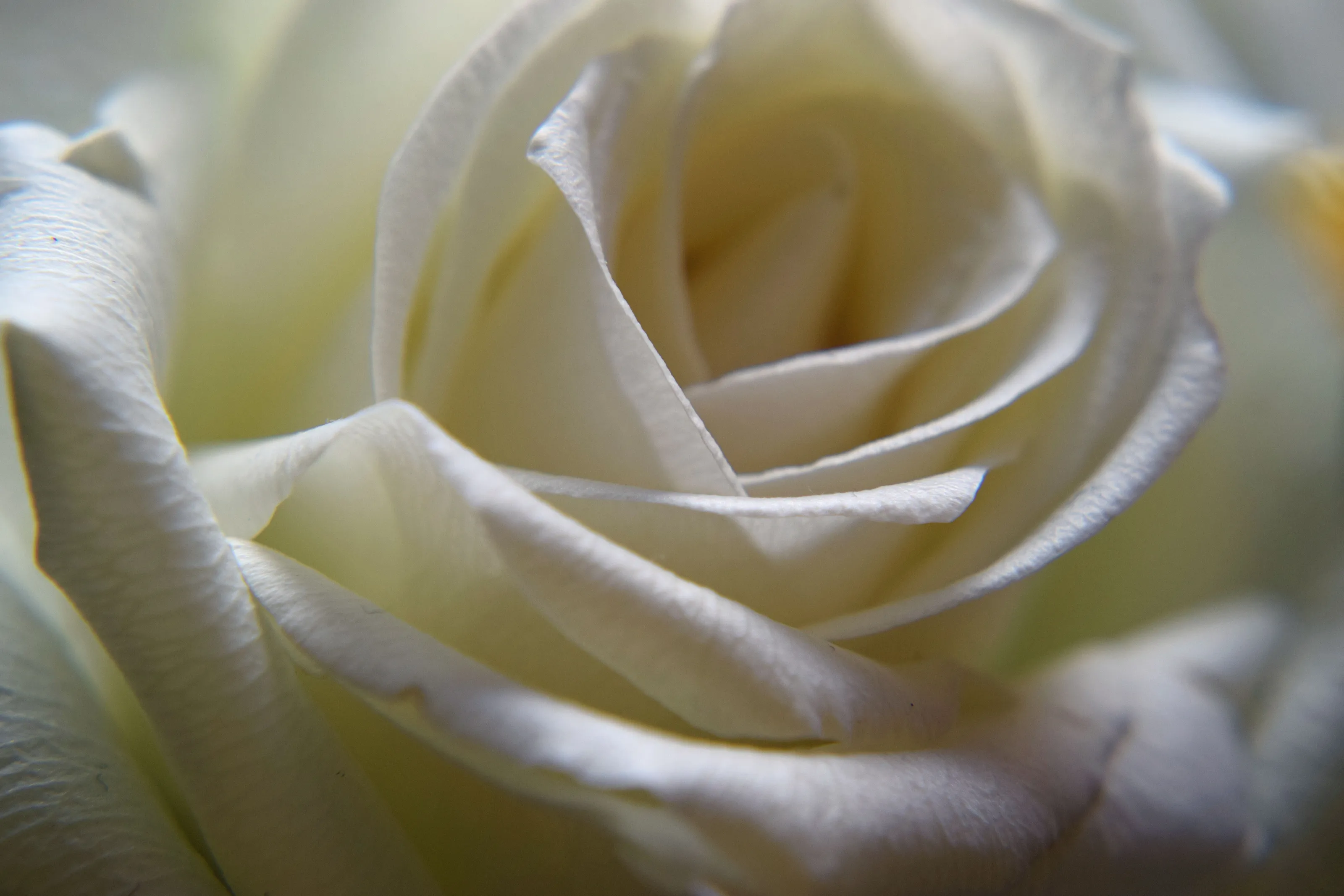 Soft white rose