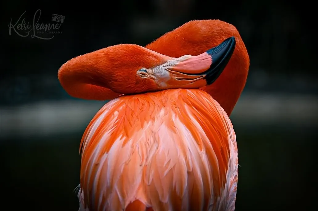 Caribbean Flamingo