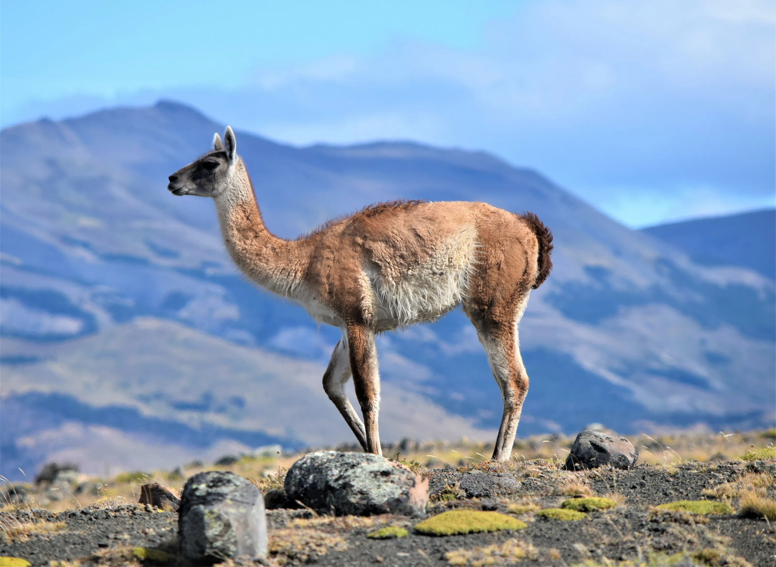Lonely Guanacho