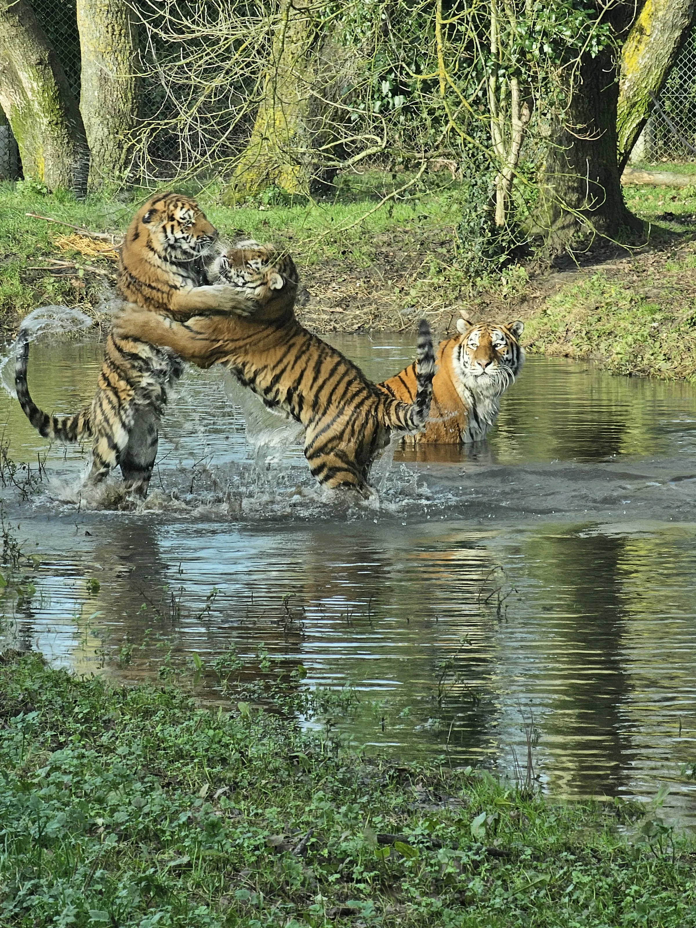 Tiger play