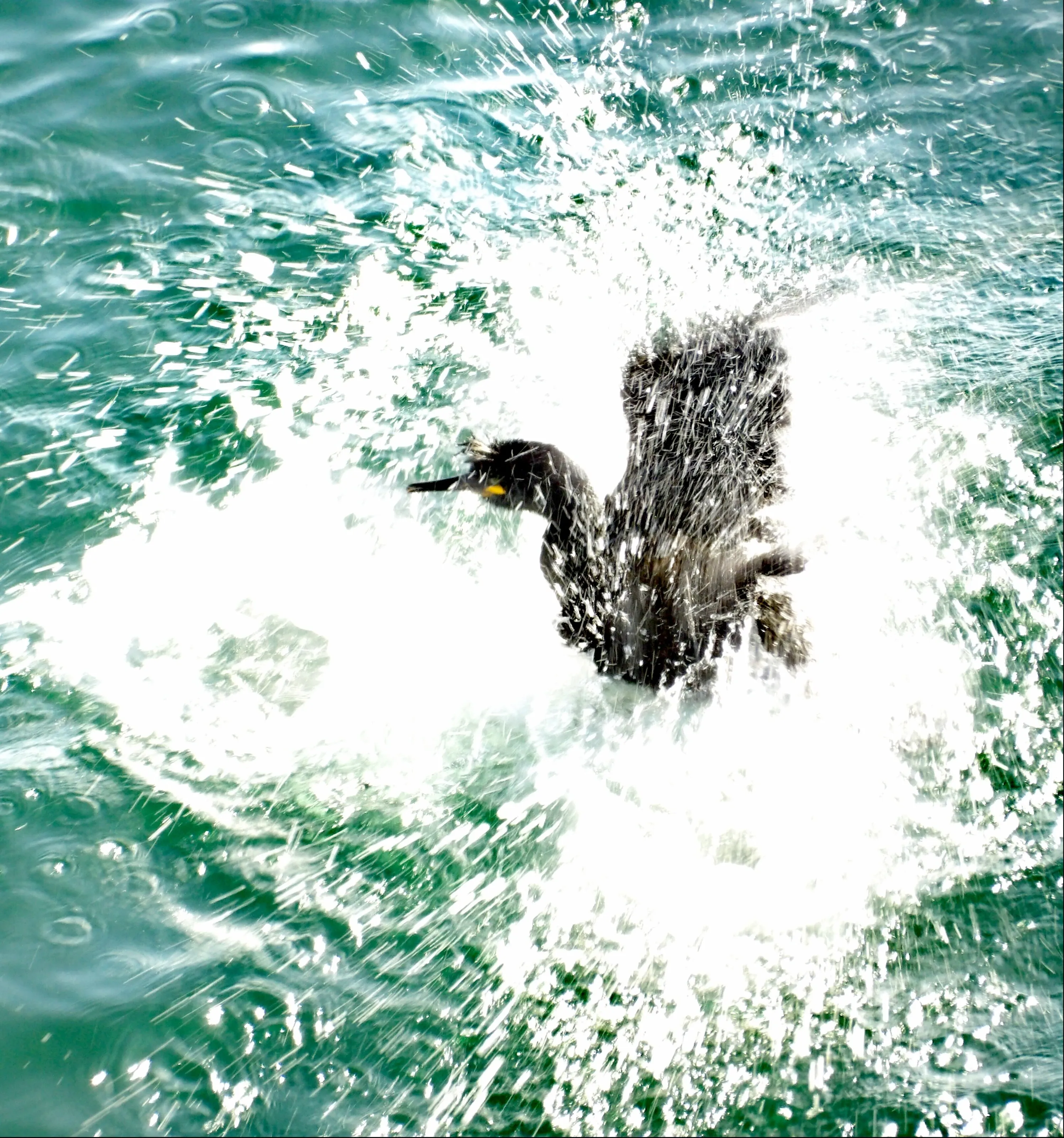 Splash