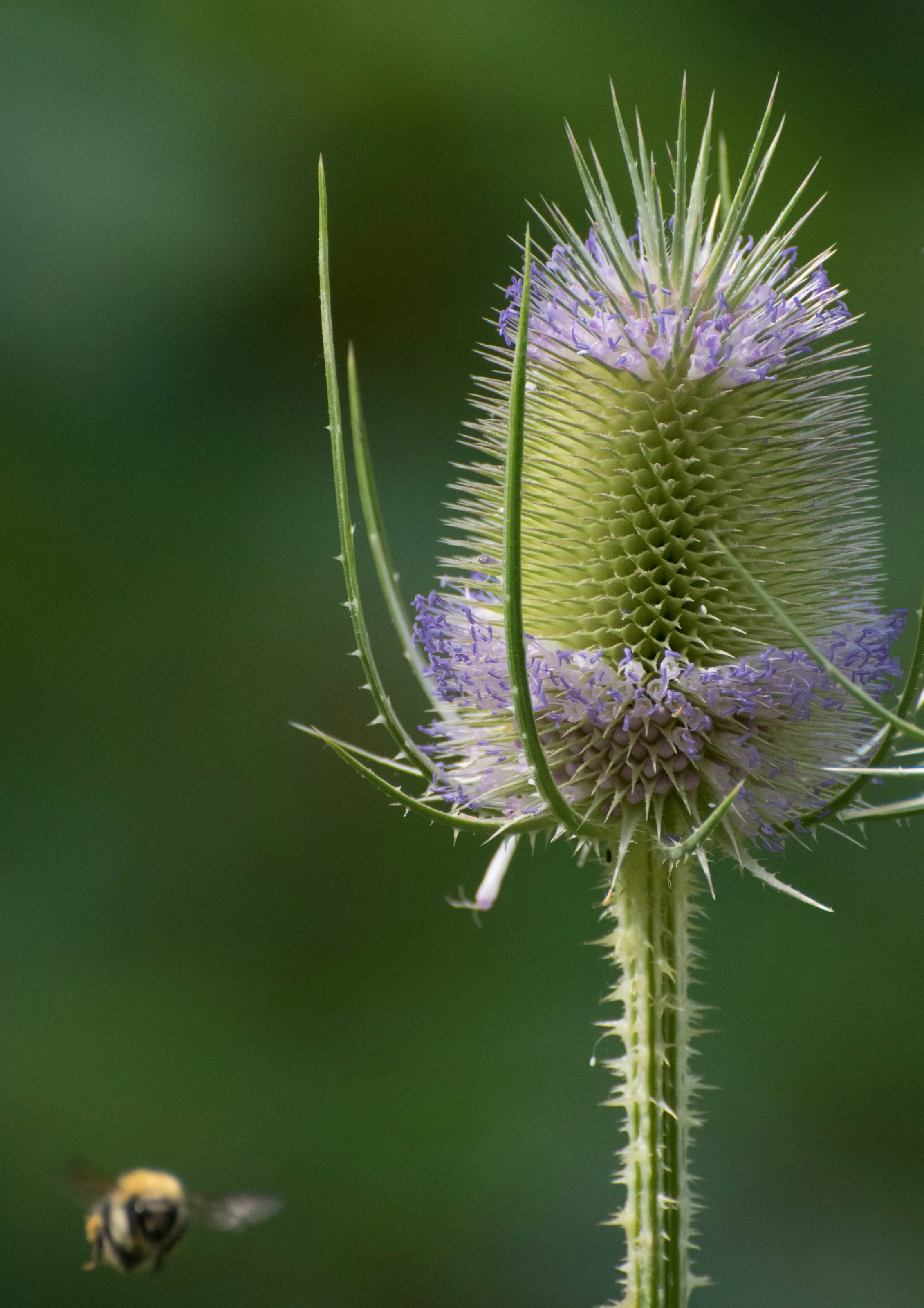 Teasel and bee