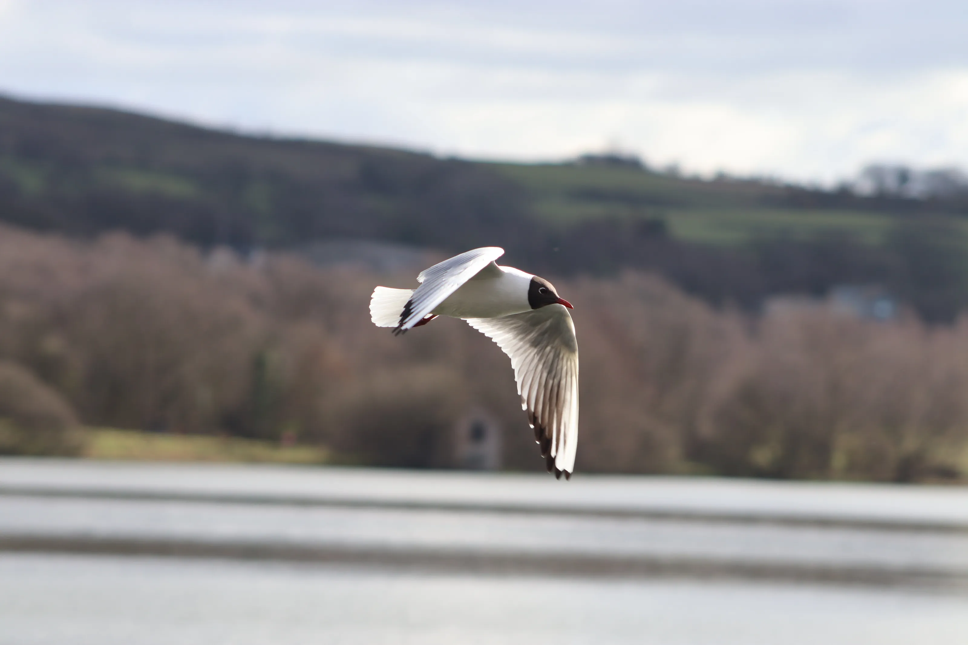 Black-Headed Gull