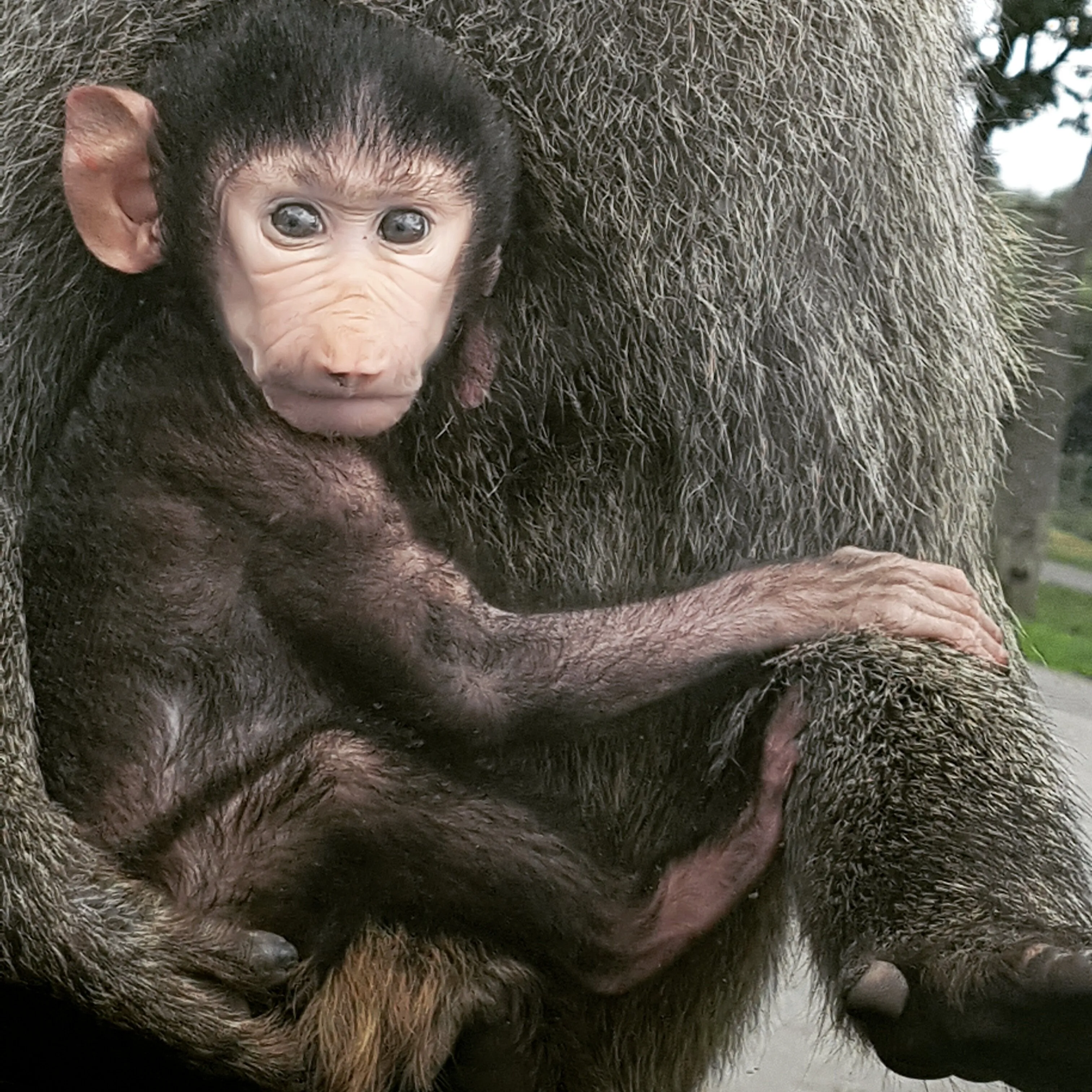 Monkey on bonnet