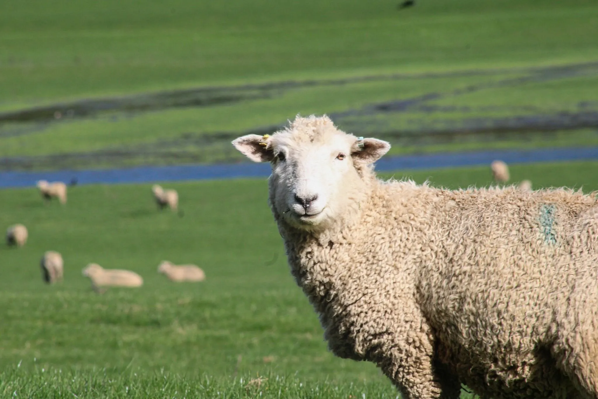 One Happy Sheep