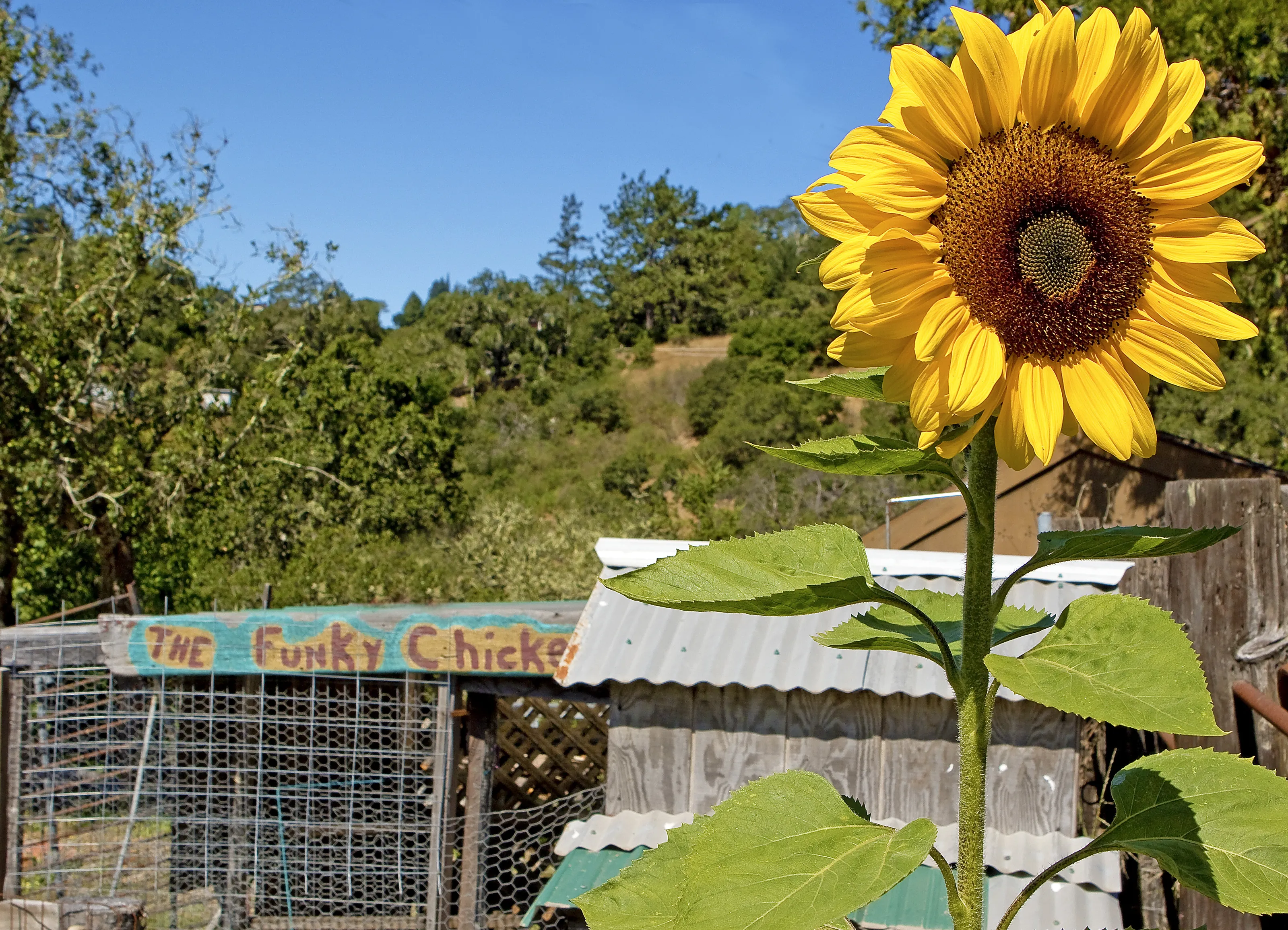 Sunflower