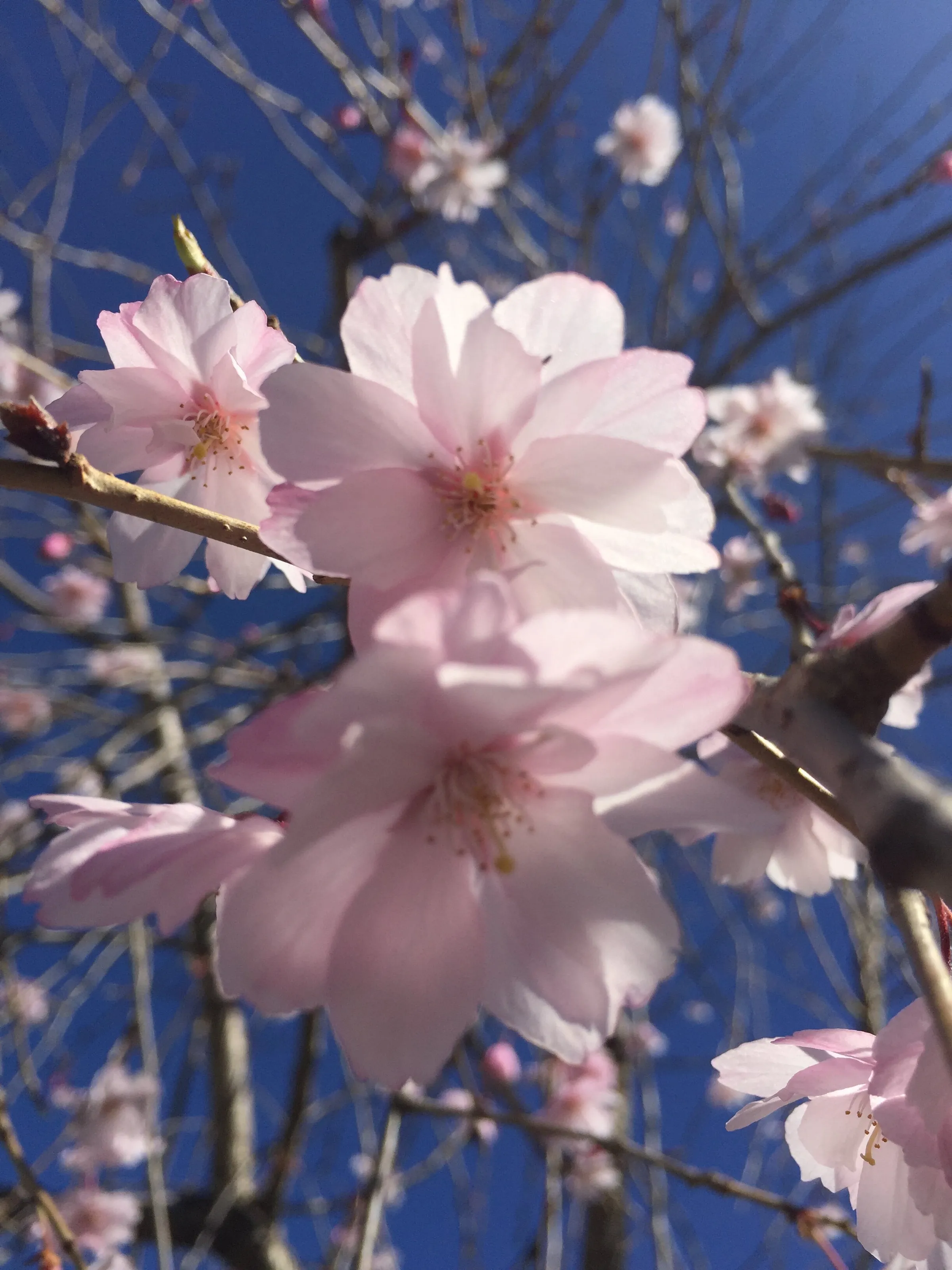 Sky Full Of Blossoms