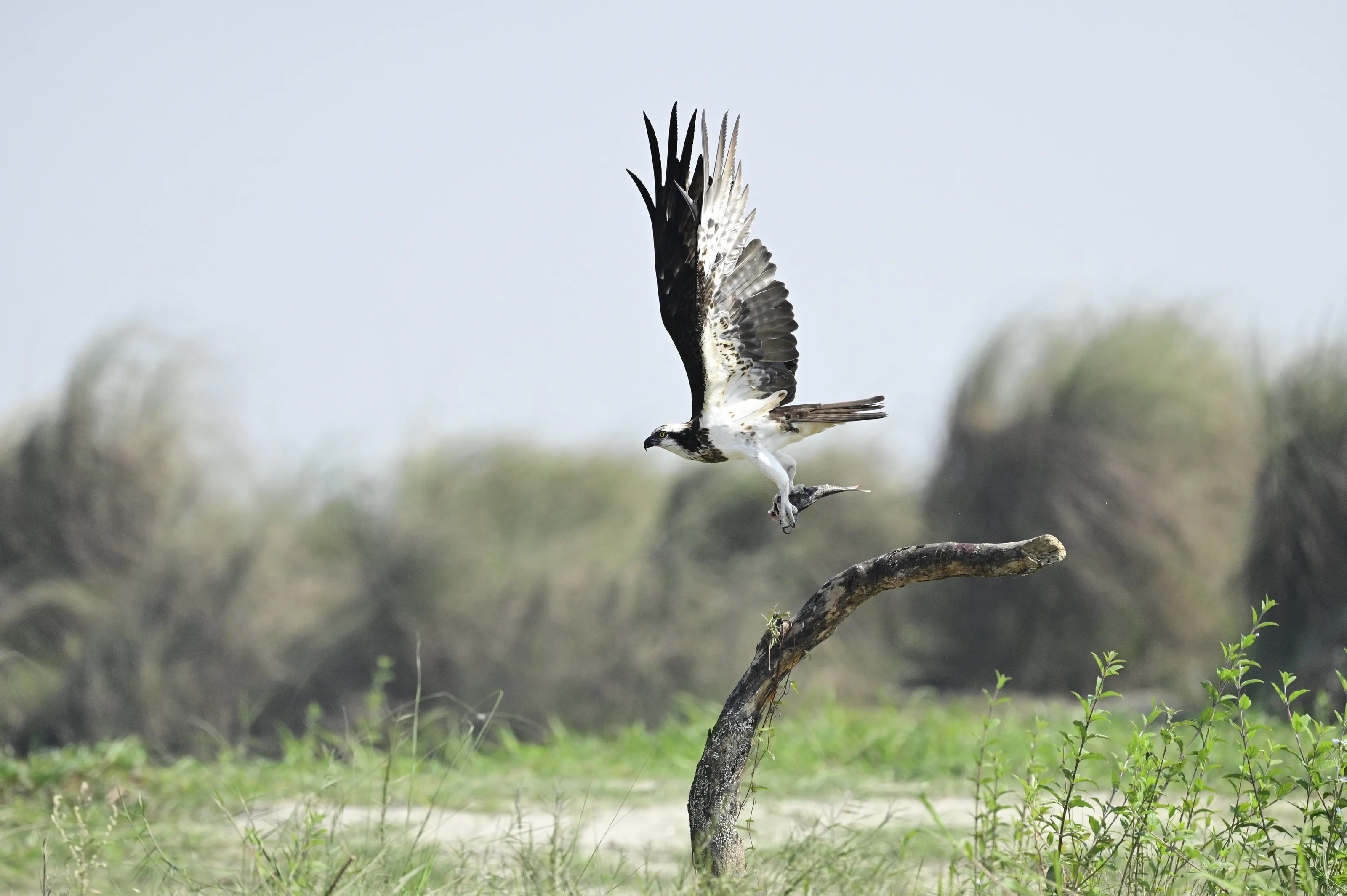OSPREY IN FLIGHT