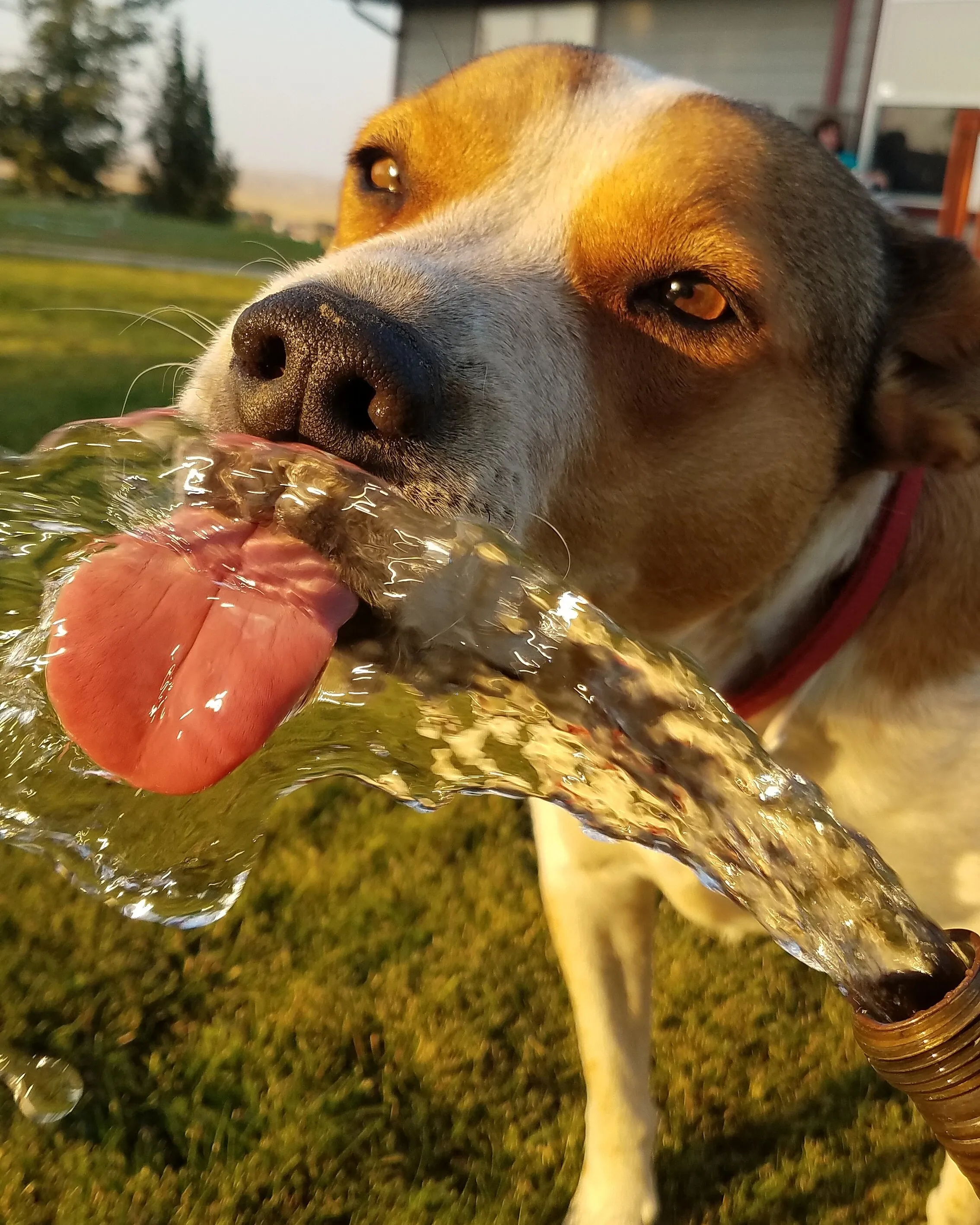Thirst