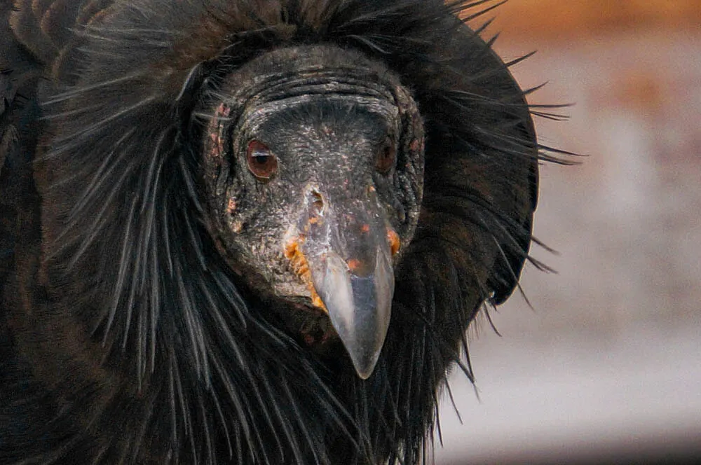 condor face