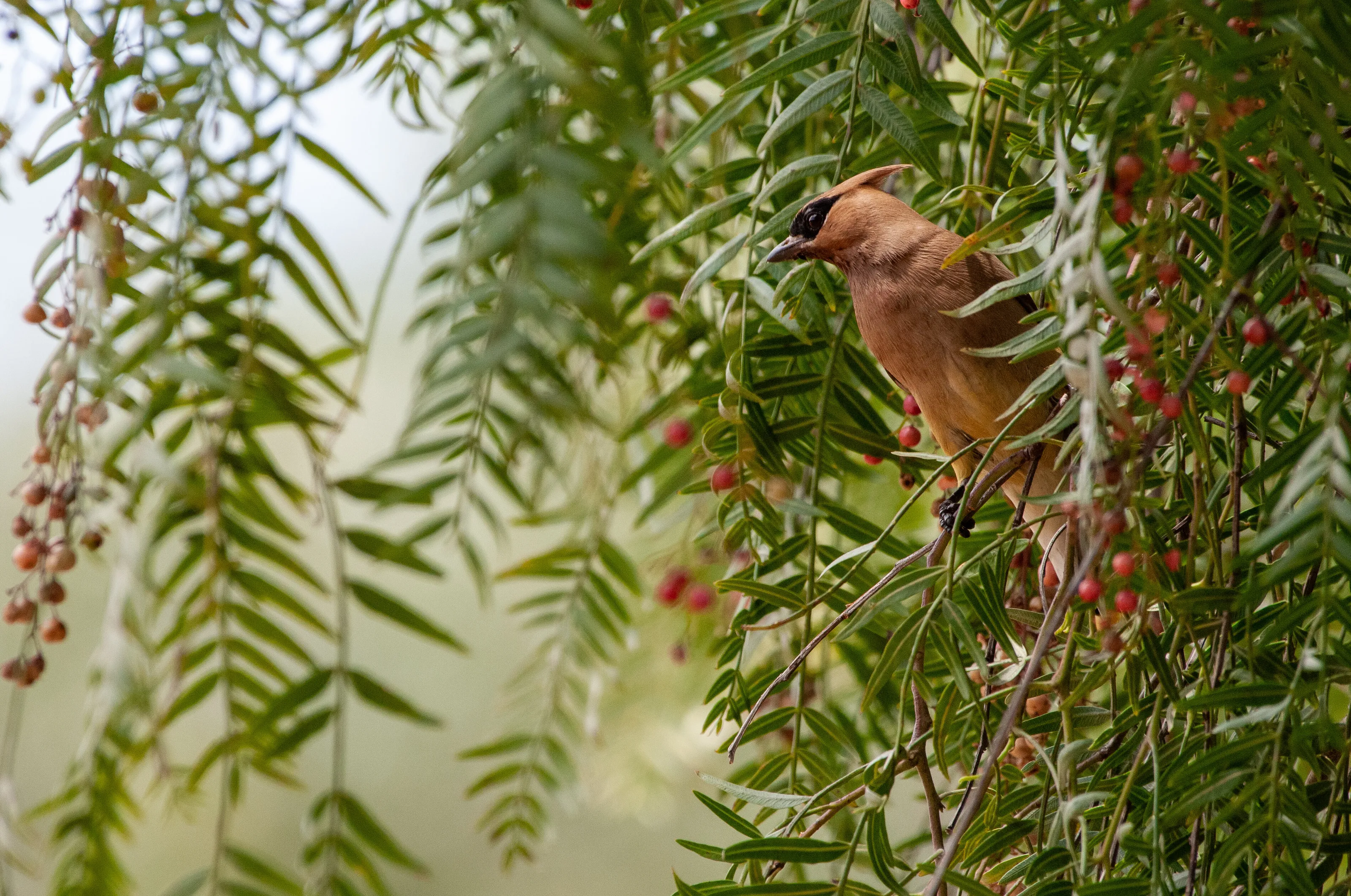 Cedar Waxwing