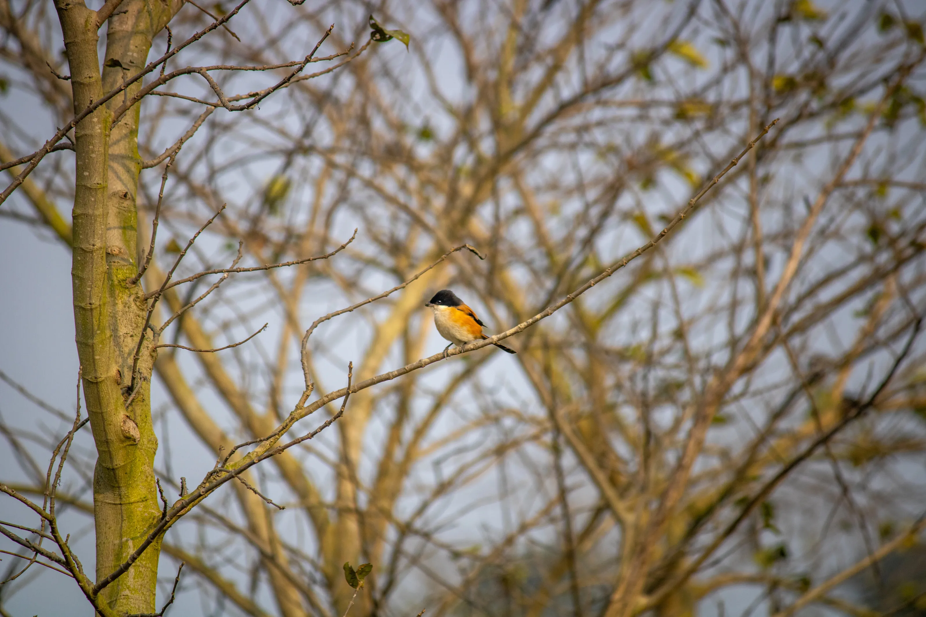 Long-tailed Shrike