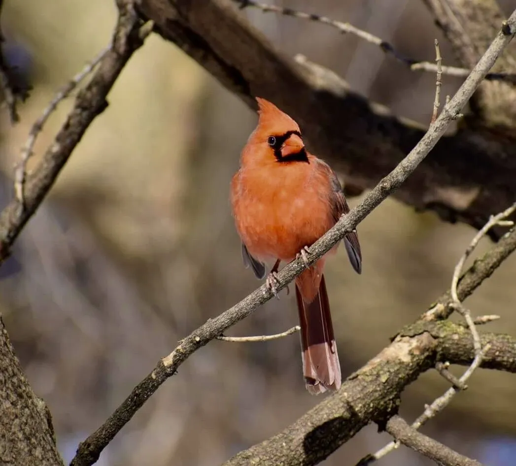 Red Cardinal