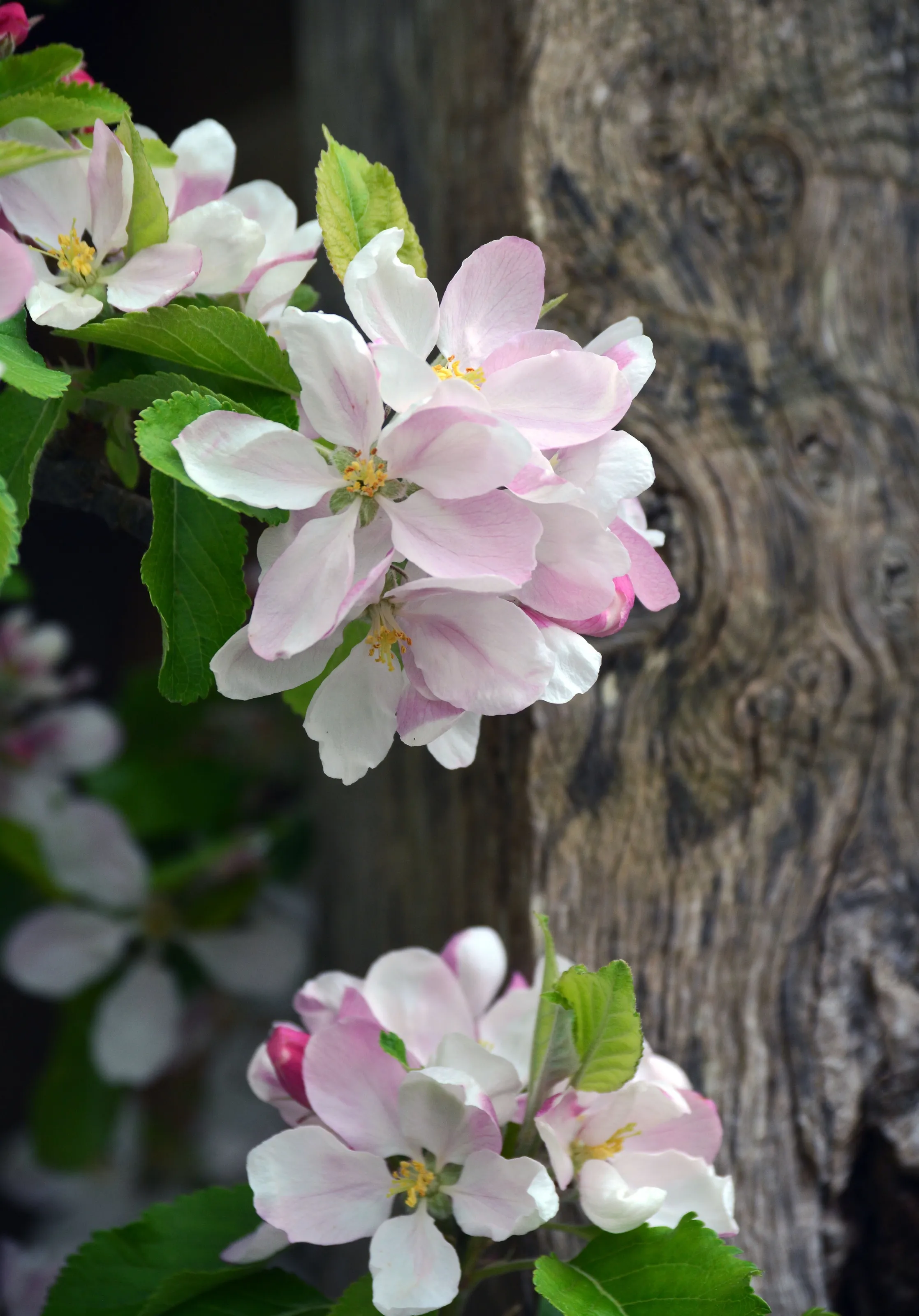 Apple Blossom