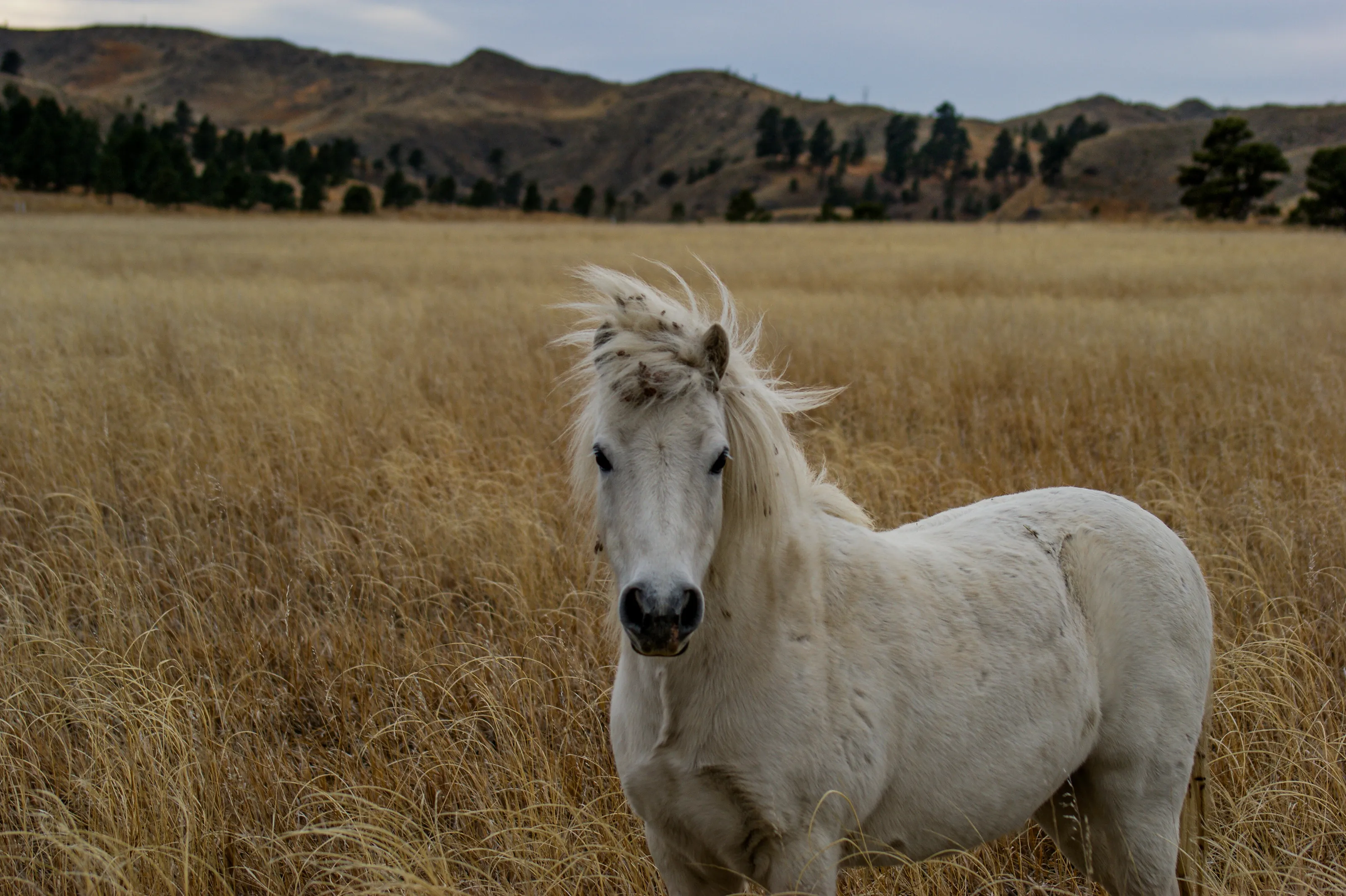 Lone Prairie Pony