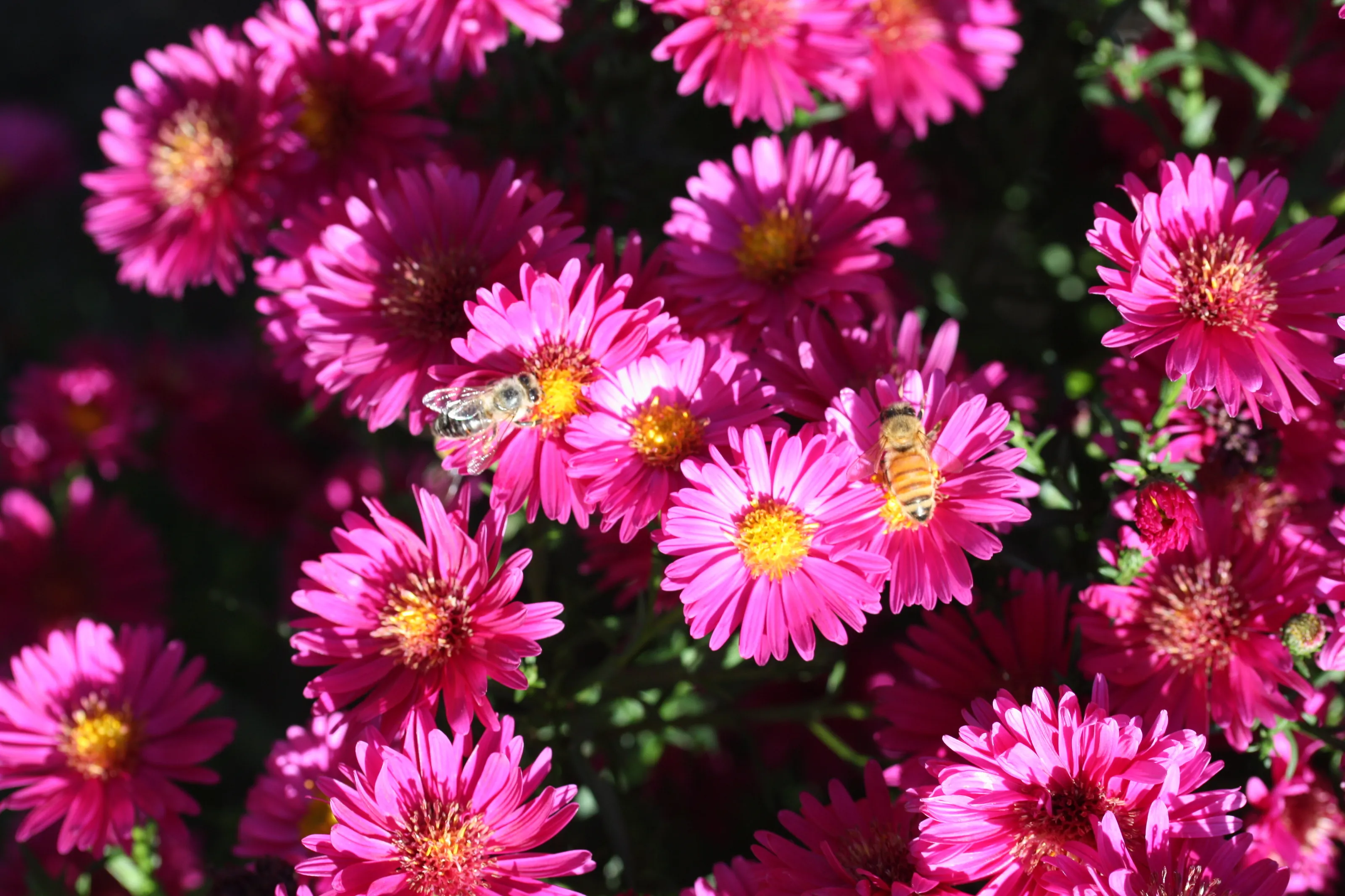 Fullbloom